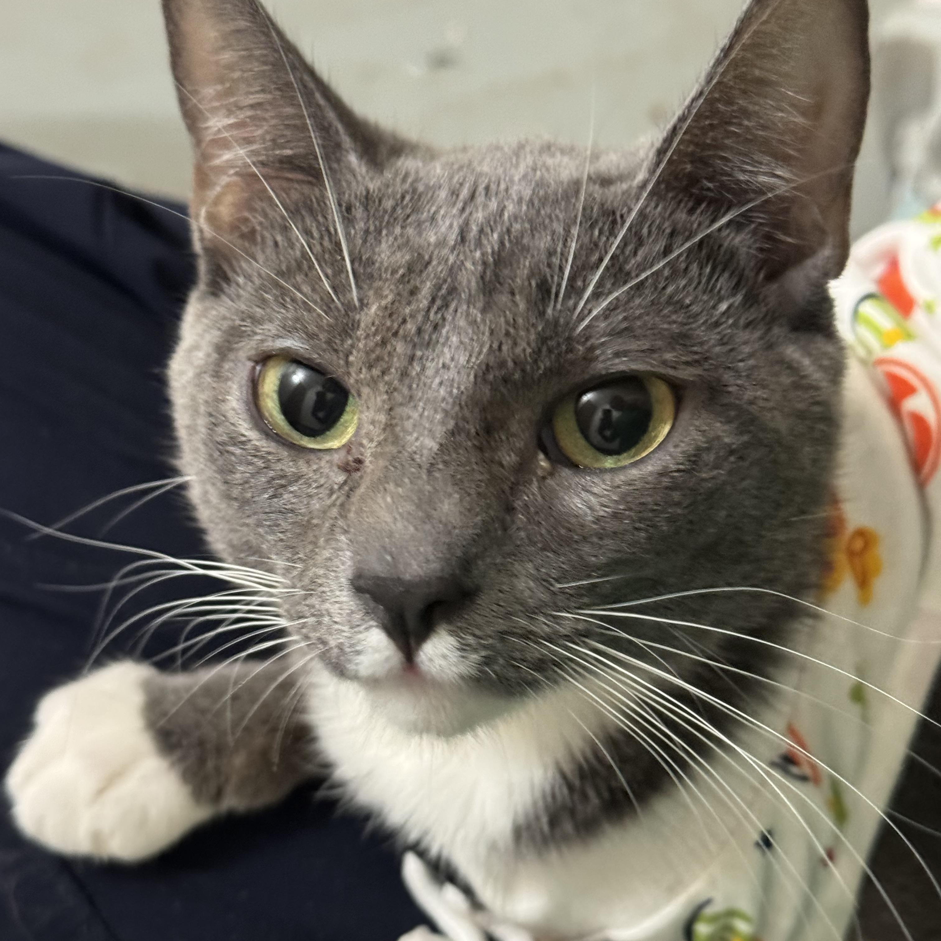 Enlarge Mabel, a Adoptable Domestic Short Hair in Crockett, CA image 1/1