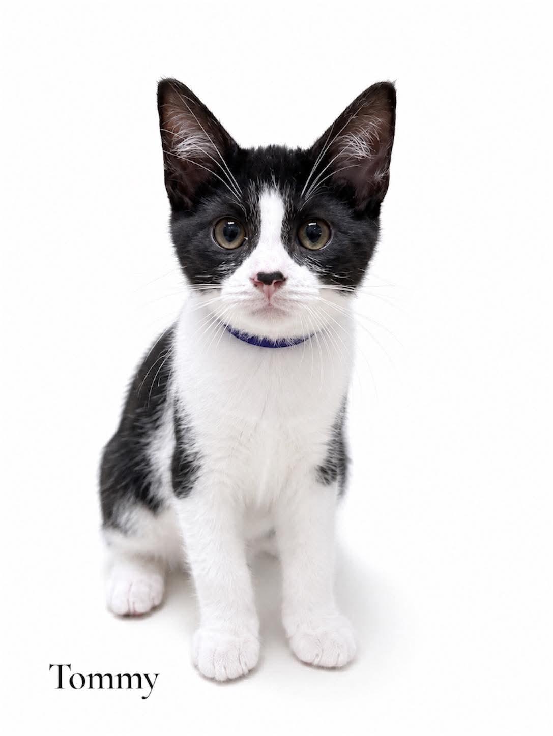Tommy, ADOPTABLE, Kitten Female Domestic Short Hair.