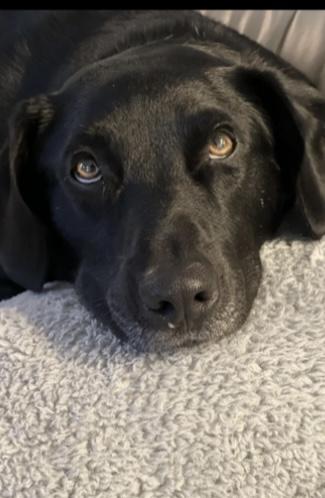 Cooper photo 2