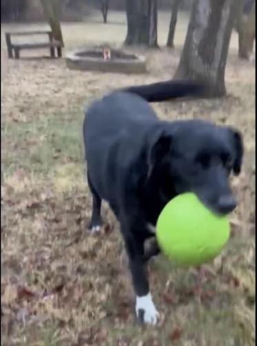 Cooper photo 4
