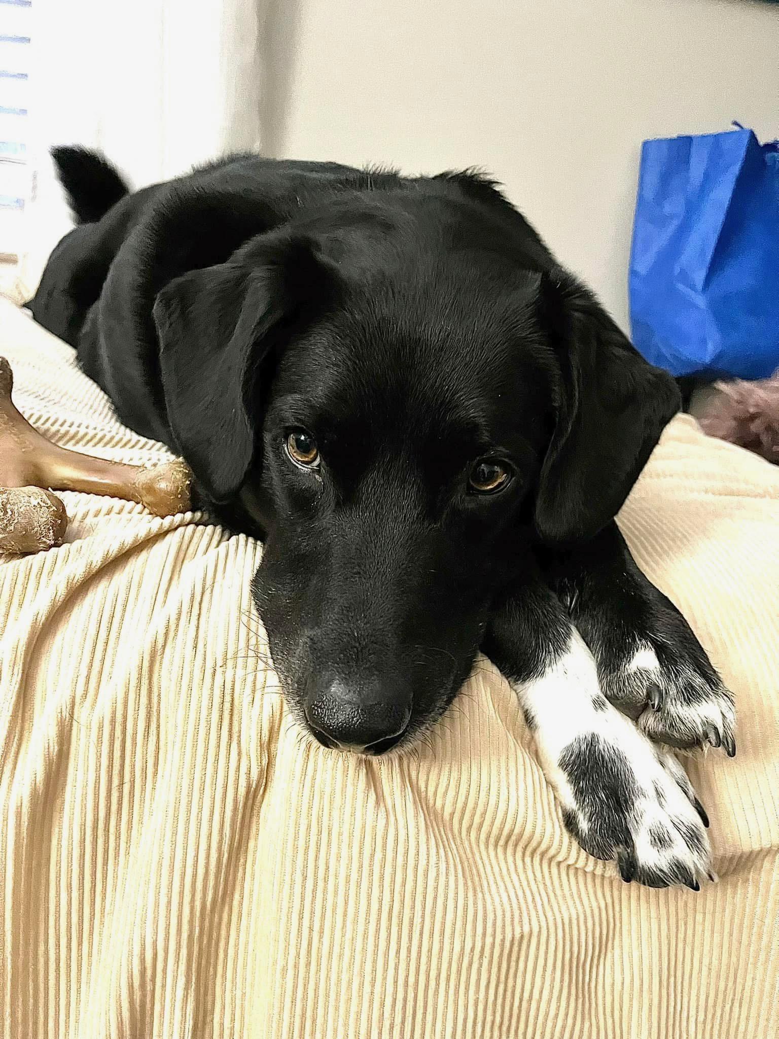 Cooper photo 6