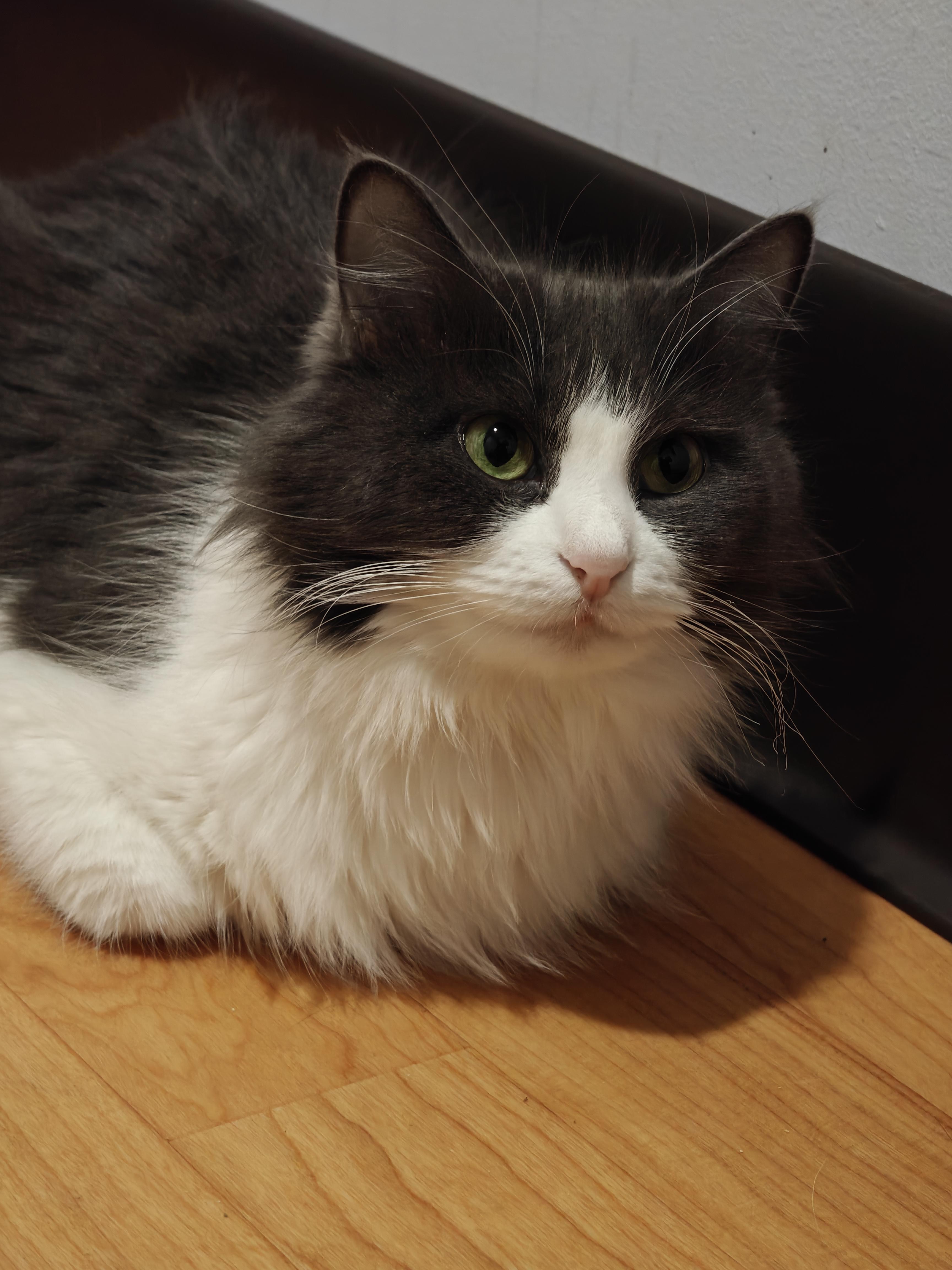 Rosemary , adopted, Adult Female Domestic Long Hair.