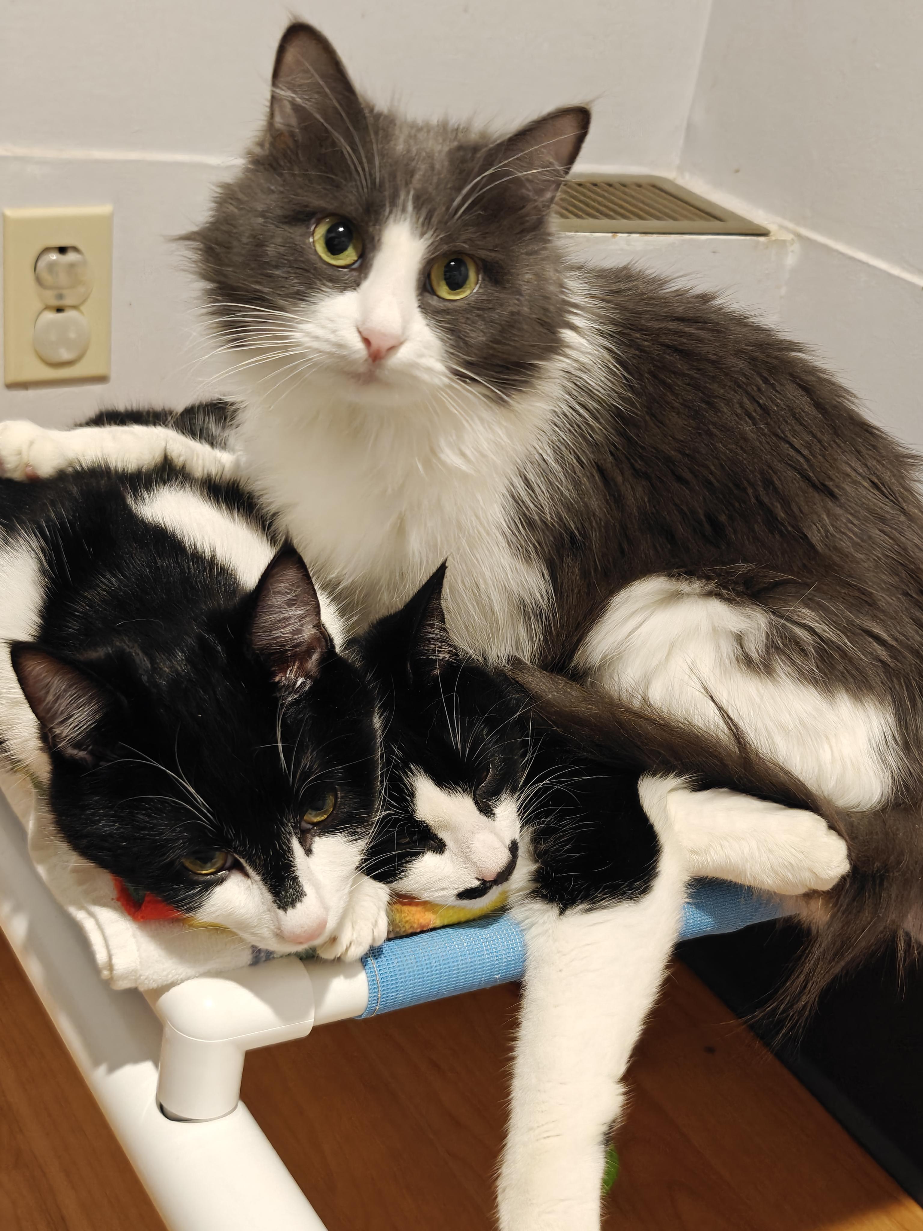 Rosemary , an adopted Domestic Long Hair in New Britain, CT image 3/5