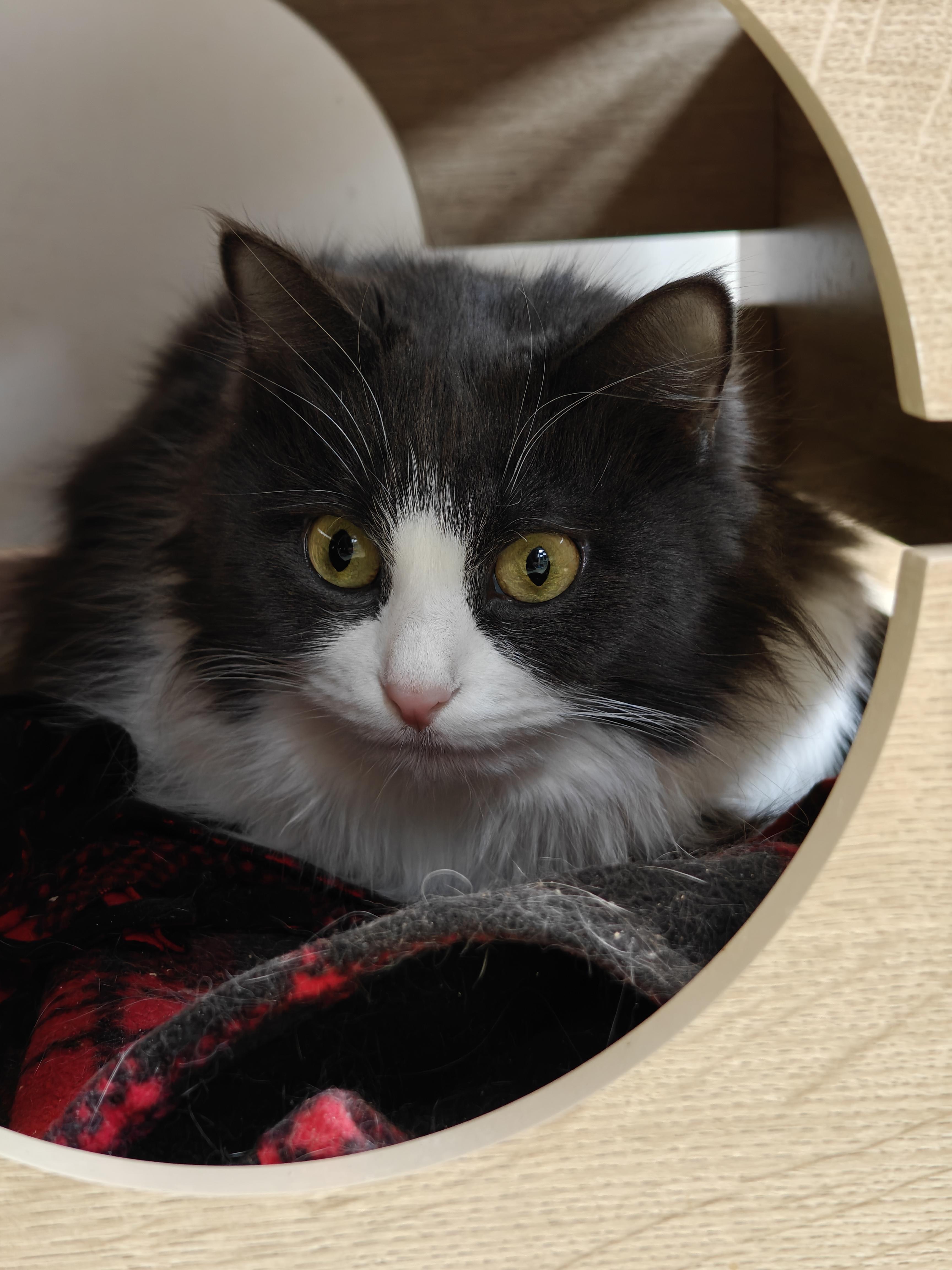 Rosemary , an adopted Domestic Long Hair in New Britain, CT image 2/5