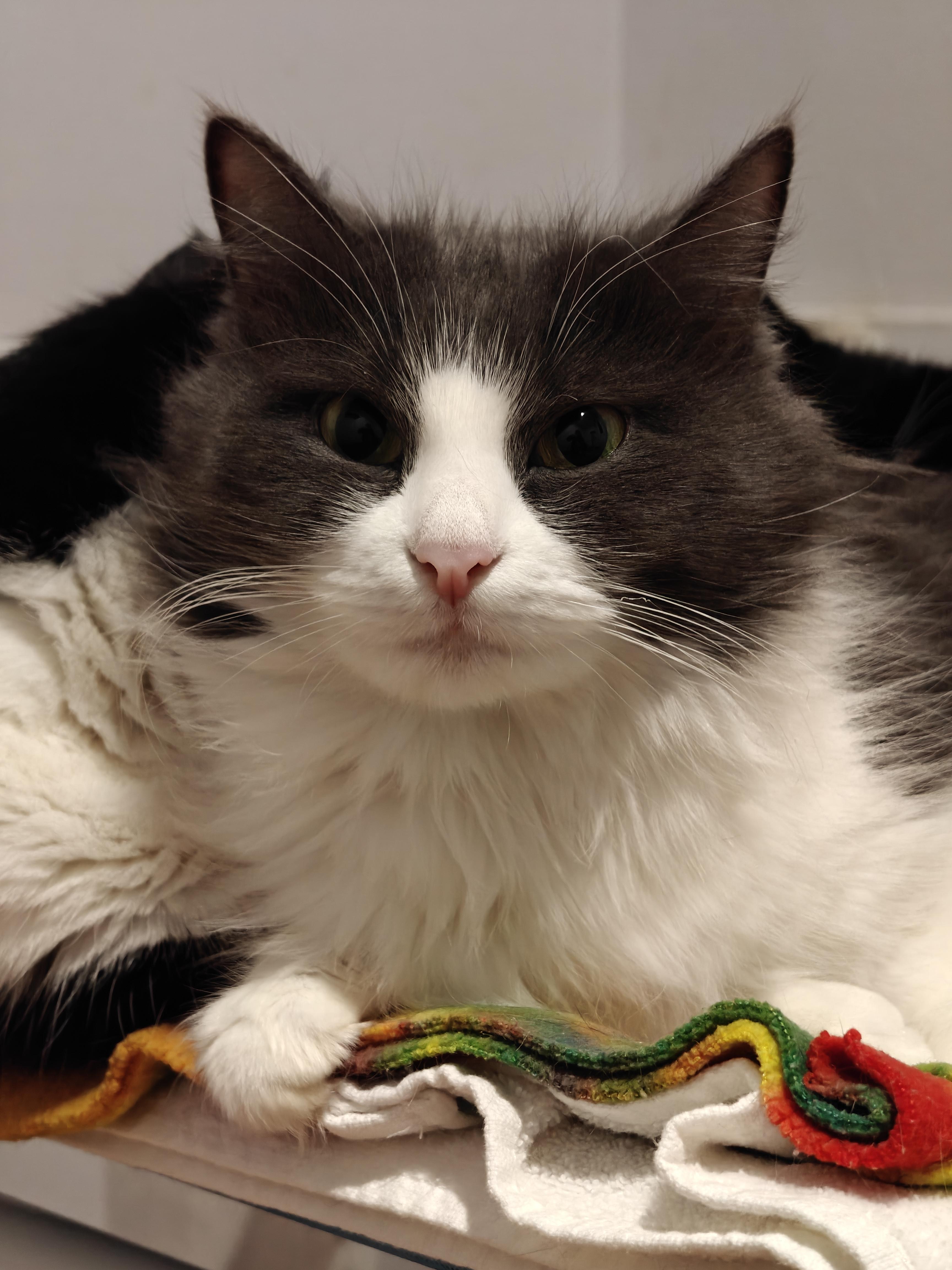 Rosemary , an adopted Domestic Long Hair in New Britain, CT image 4/5