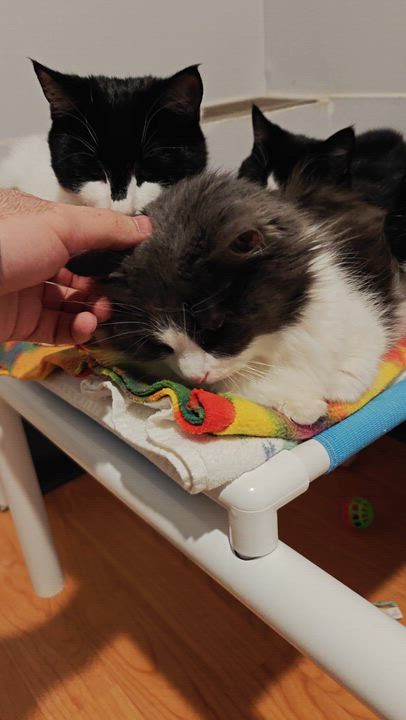 Enlarge Rosemary , an adopted Domestic Long Hair in New Britain, CT video 5/5