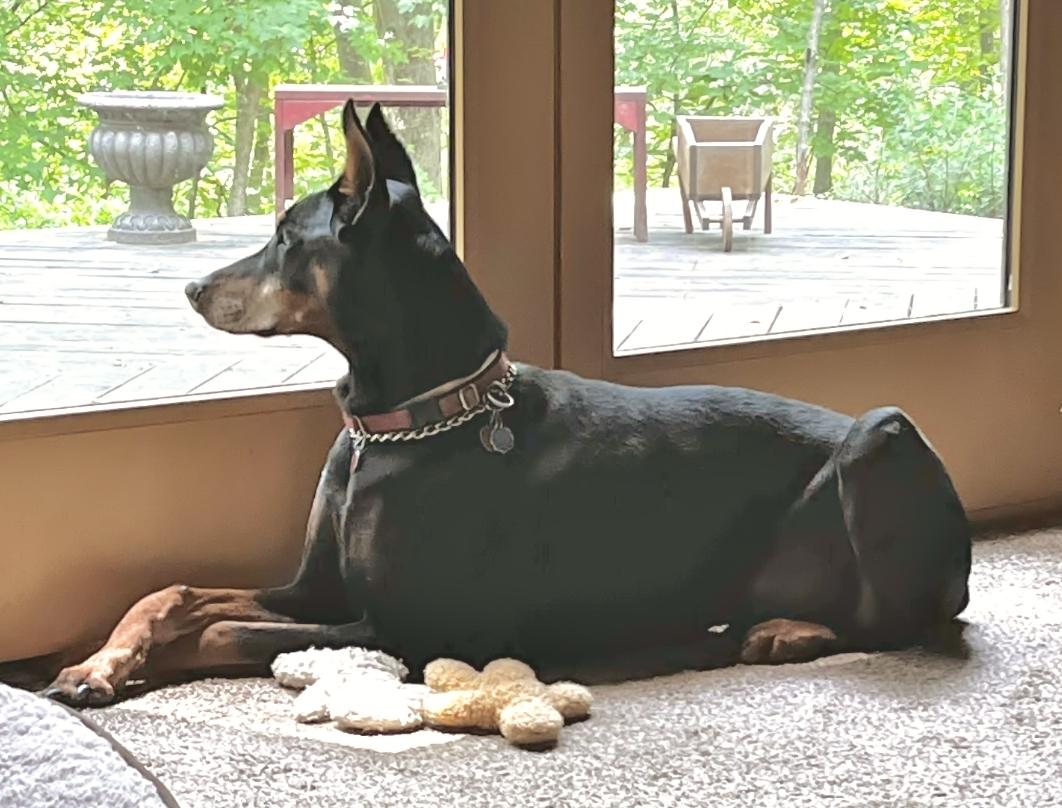 Cody, a ADOPTABLE Doberman Pinscher in Arlington, VA image 2/4