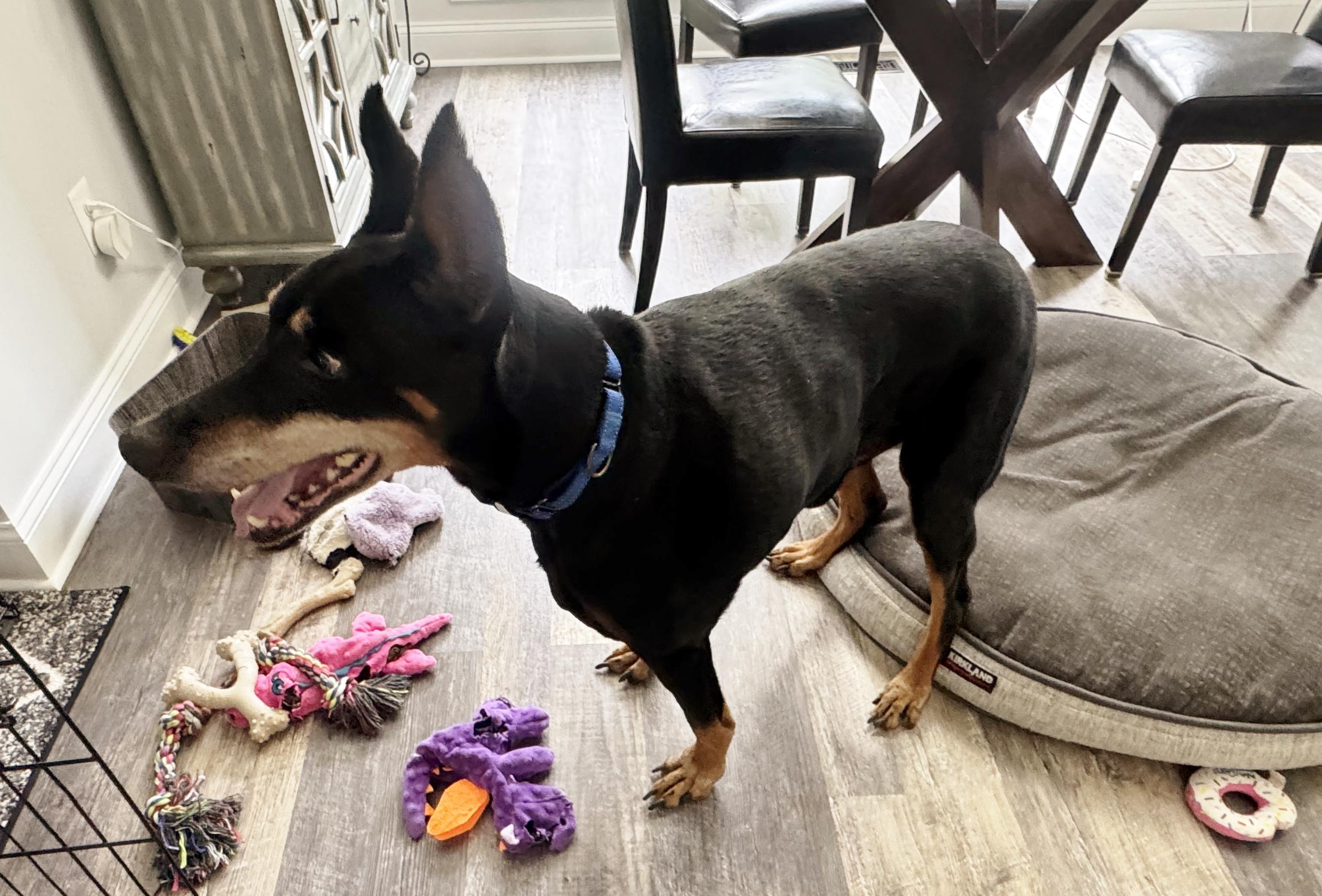 Cody, a ADOPTABLE Doberman Pinscher in Arlington, VA image 3/4