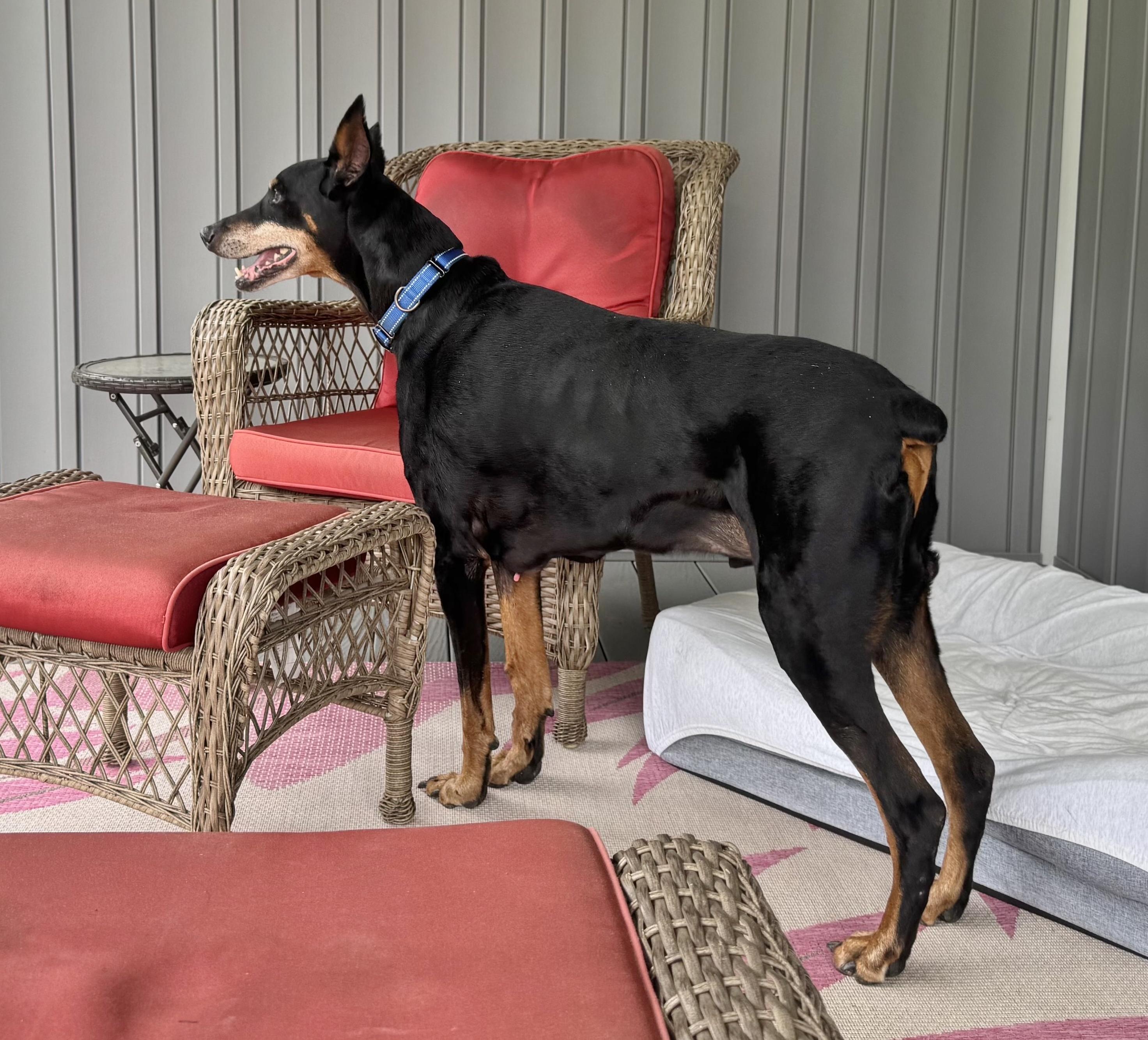 Cody, a ADOPTABLE Doberman Pinscher in Arlington, VA image 4/4