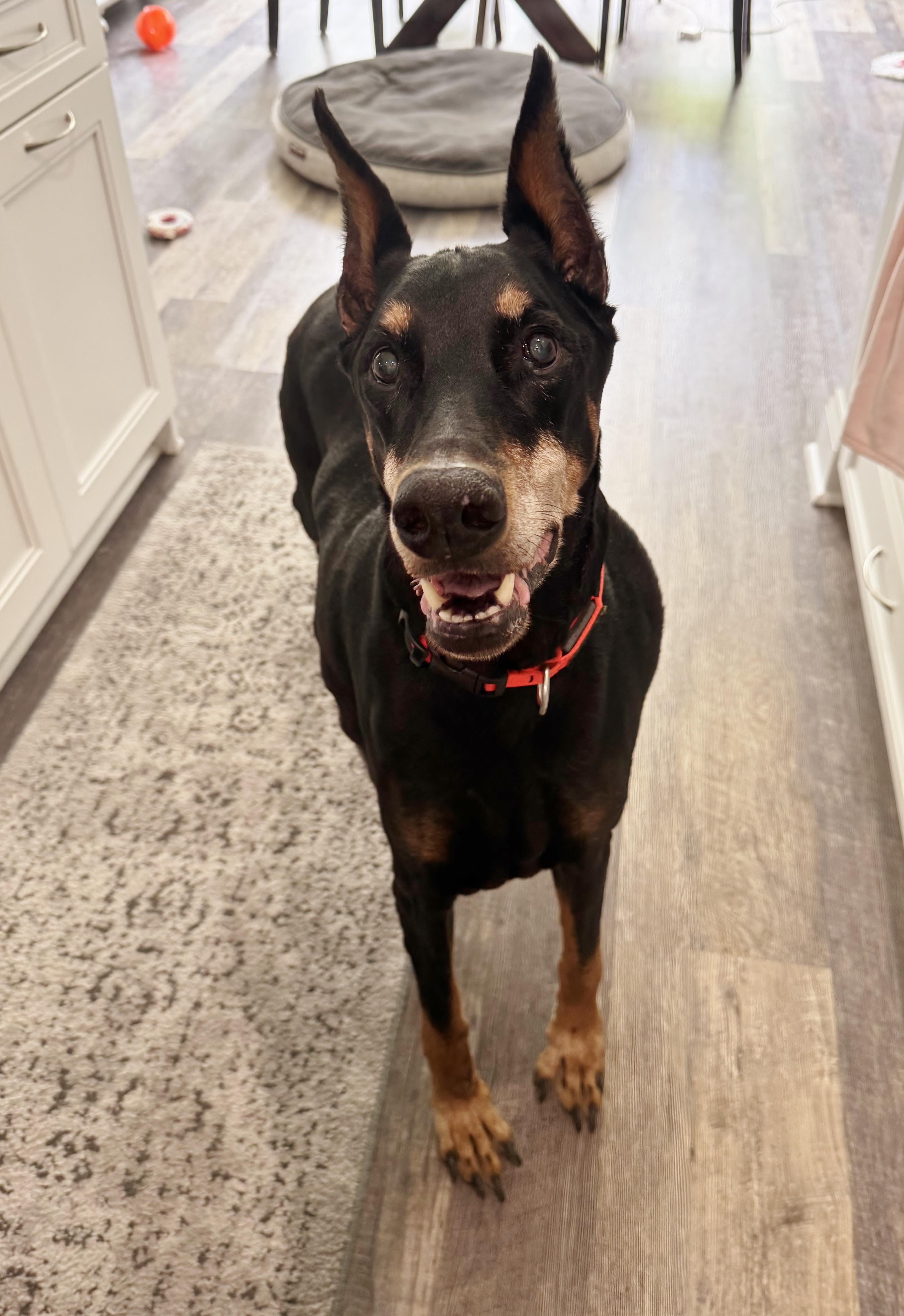 Cody, ADOPTABLE, Senior Male Doberman Pinscher.