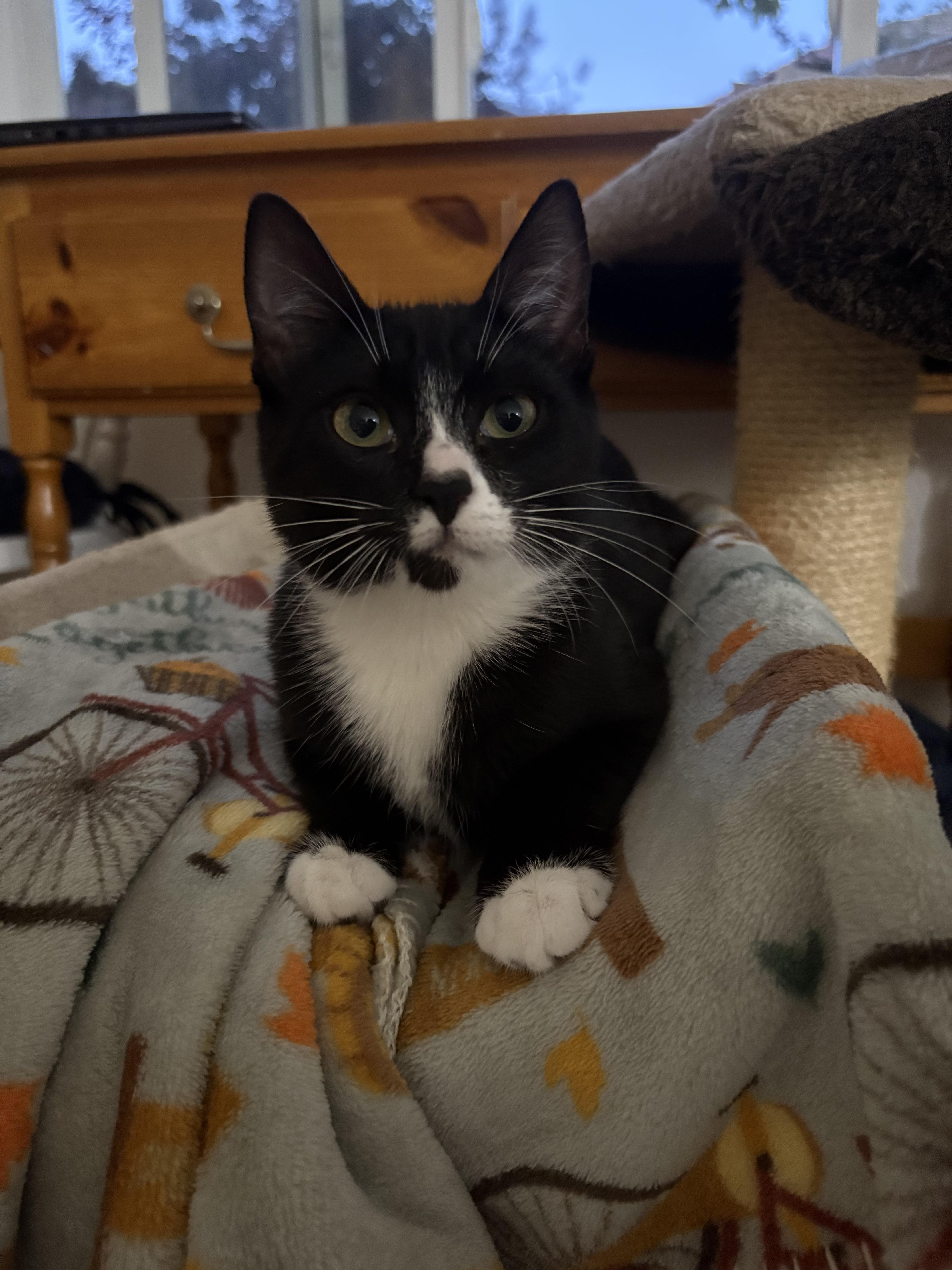 Barcode, a Adoptable Domestic Short Hair in San Luis Obispo, CA image 2/5