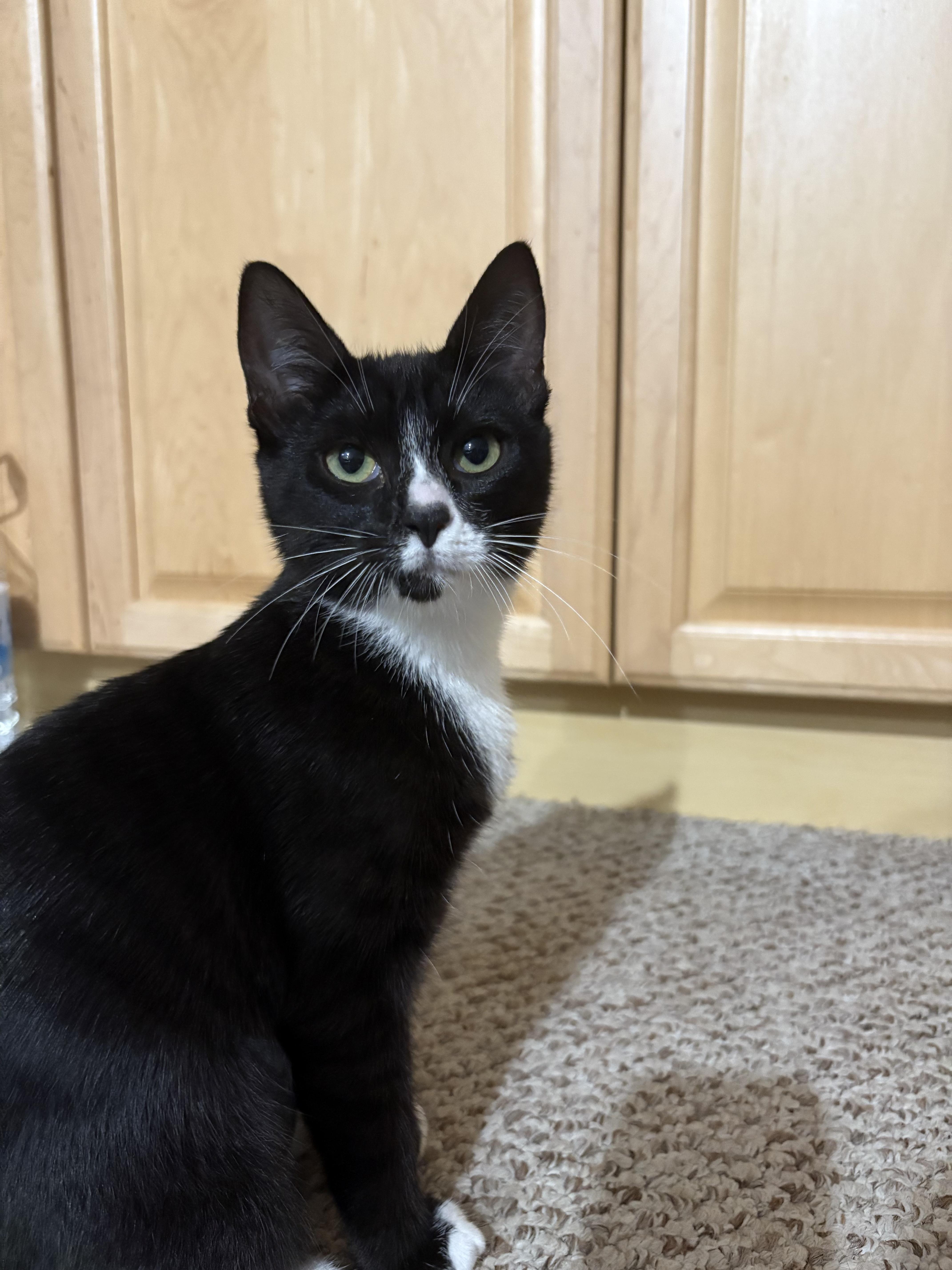 Barcode, a Adoptable Domestic Short Hair in San Luis Obispo, CA image 3/5