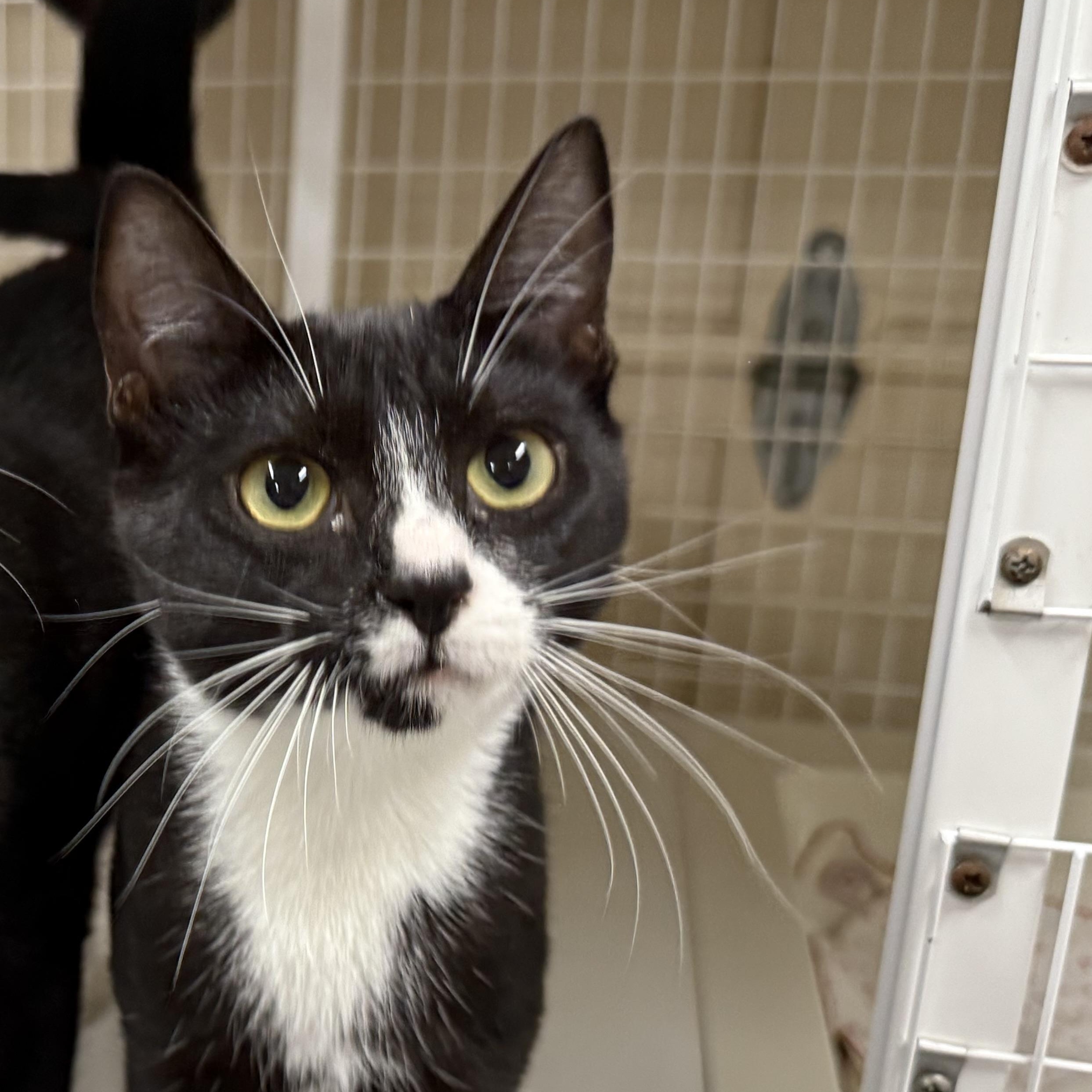Barcode, Adoptable, Kitten Female Domestic Short Hair.