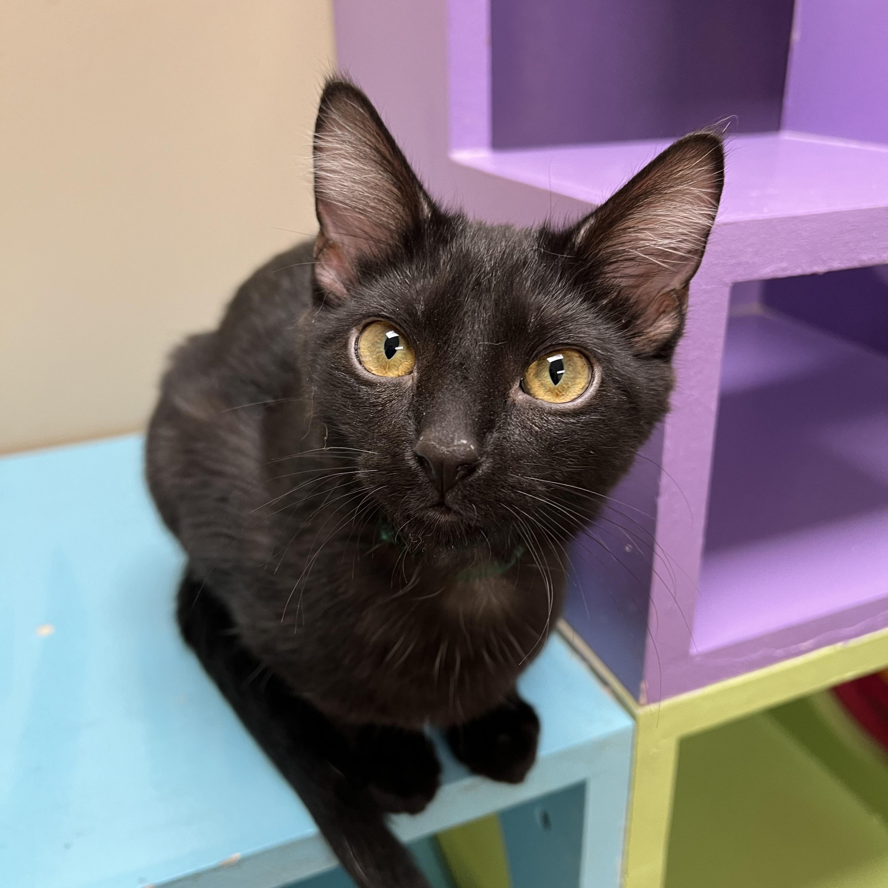 Claire, Adoptable, Young Female Domestic Short Hair.