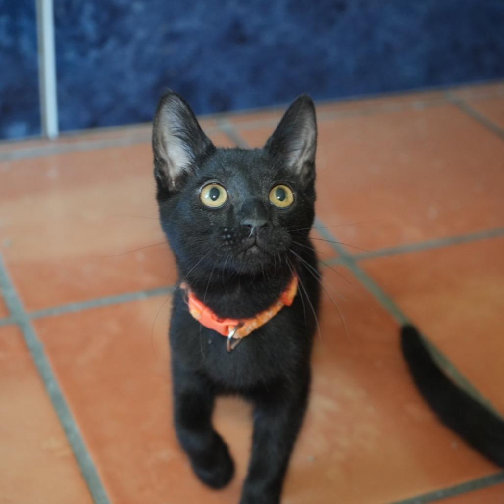 Enlarge Hilda, a Adoptable Domestic Short Hair in Coachella, CA image 1/6