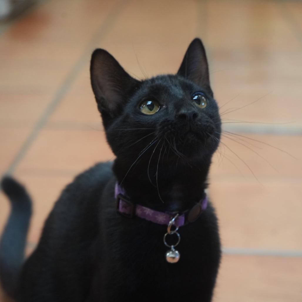 Enlarge Hilda, a Adoptable Domestic Short Hair in Coachella, CA image 2/6