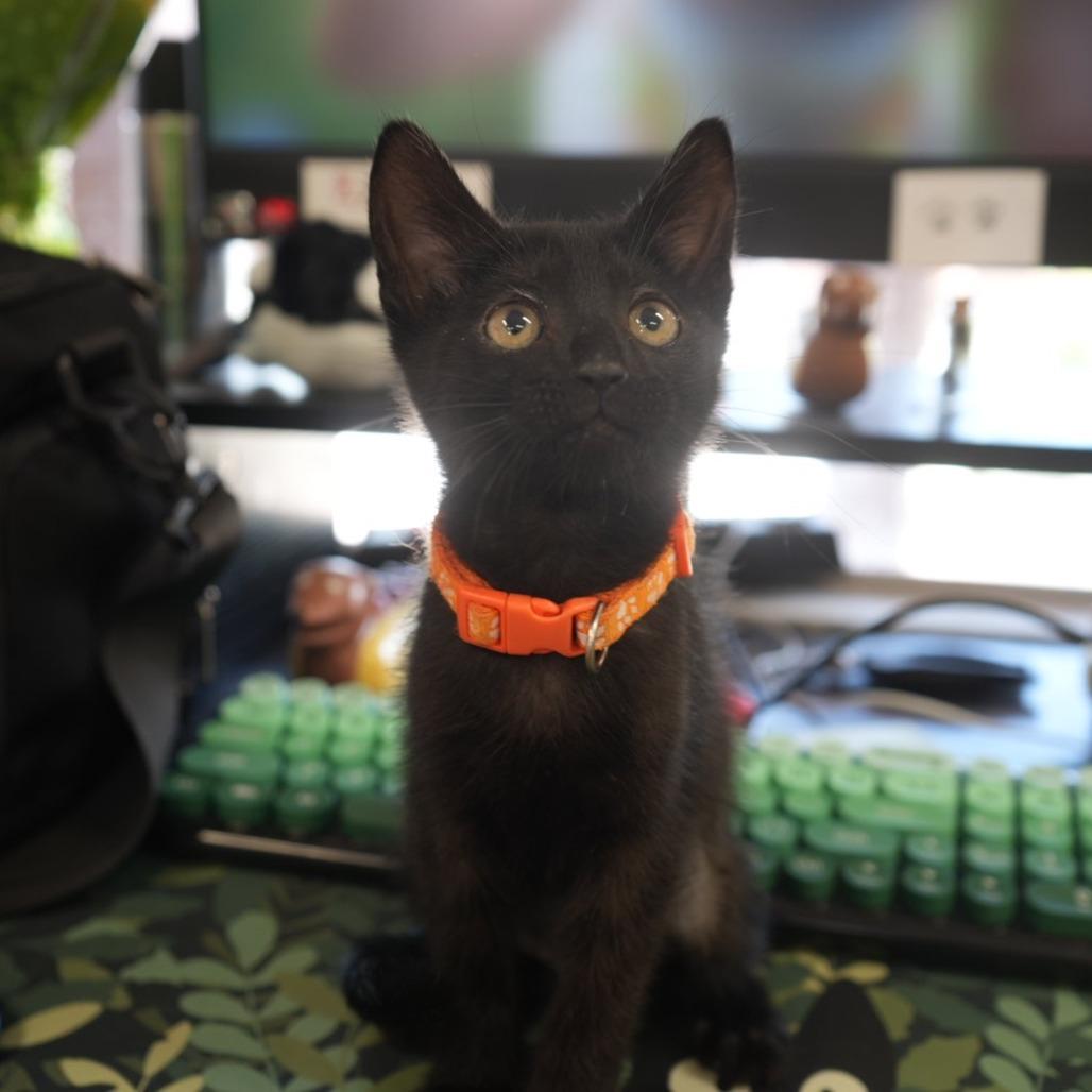 Enlarge Hilda, a Adoptable Domestic Short Hair in Coachella, CA image 3/6