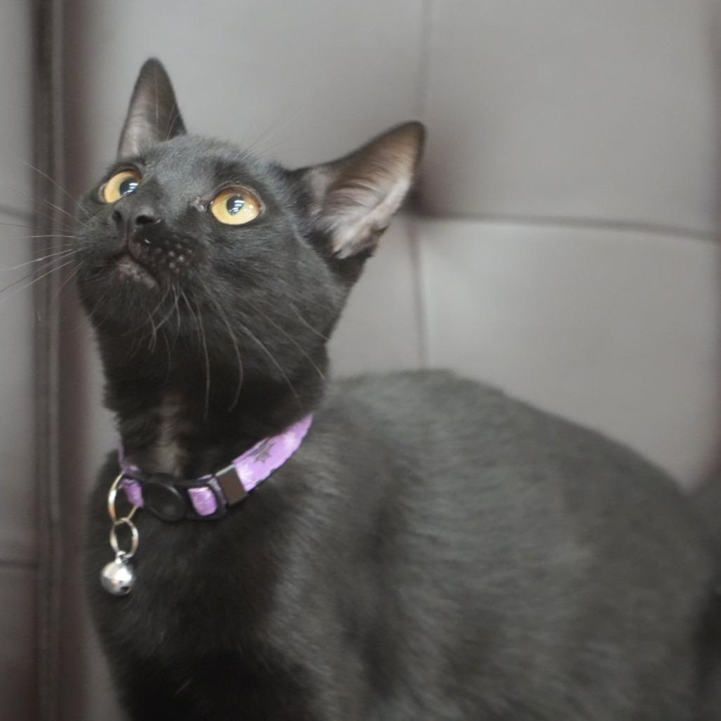 Enlarge Hilda, a Adoptable Domestic Short Hair in Coachella, CA image 4/6