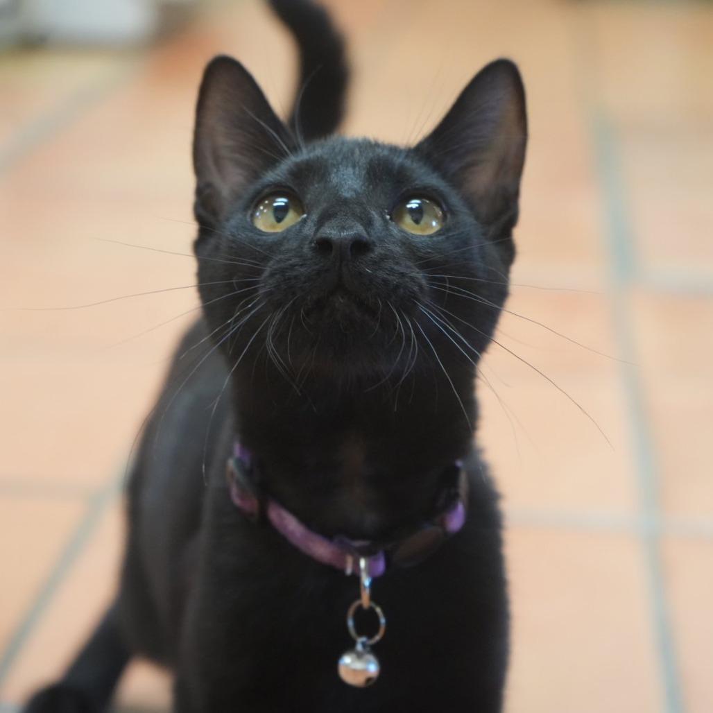 Enlarge Hilda, a Adoptable Domestic Short Hair in Coachella, CA image 5/6