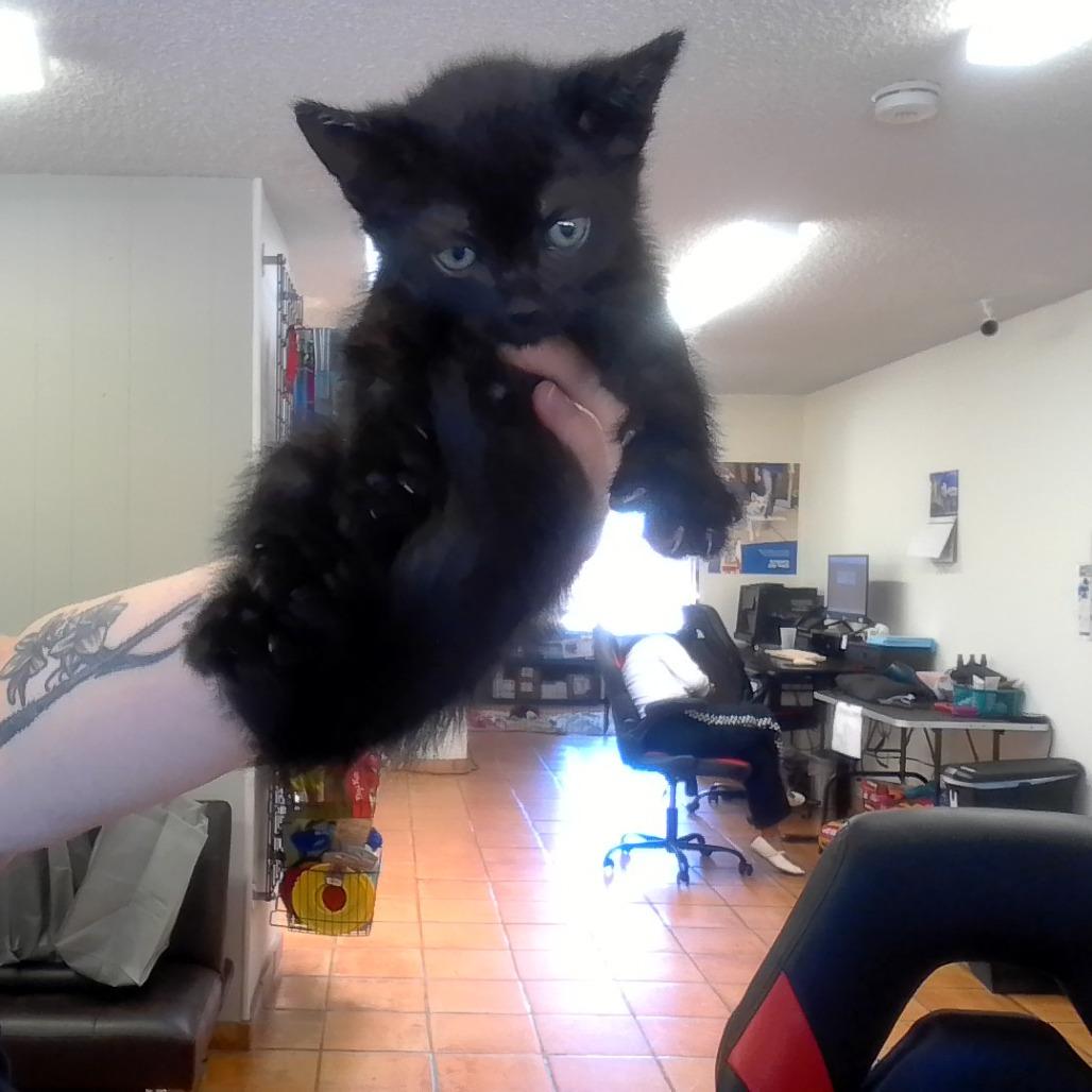 Enlarge Hilda, a Adoptable Domestic Short Hair in Coachella, CA image 6/6