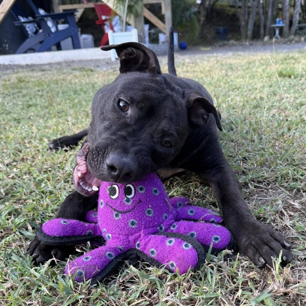 Andrew, Adoptable, Young Male Terrier & Mixed Breed.