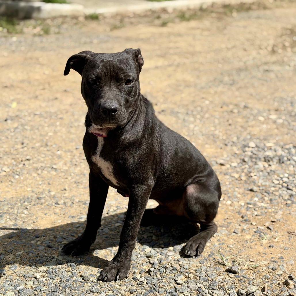 Andrew, a Adoptable mixed breed in Mooresville, NC image 2/5