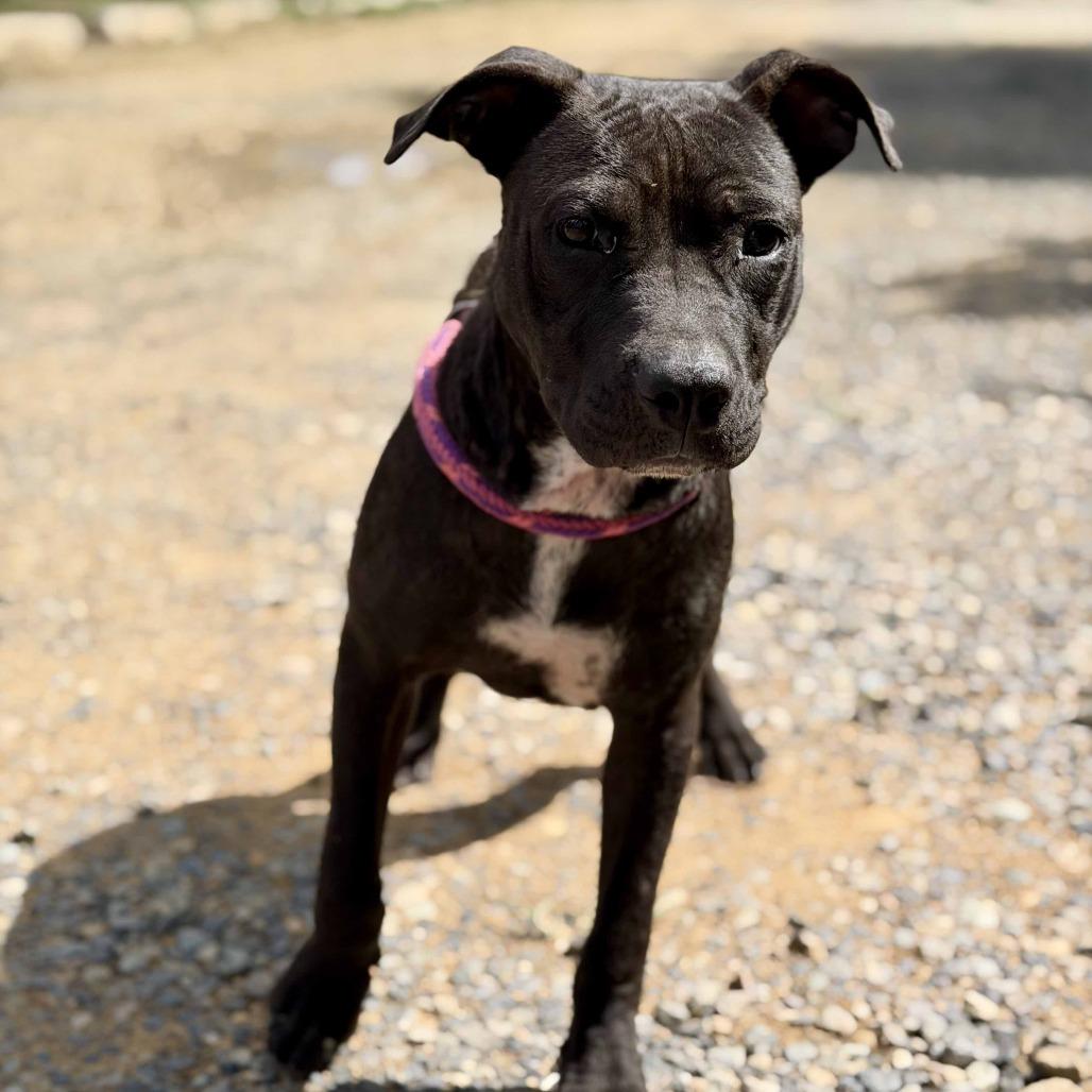 Andrew, a Adoptable mixed breed in Mooresville, NC image 3/5