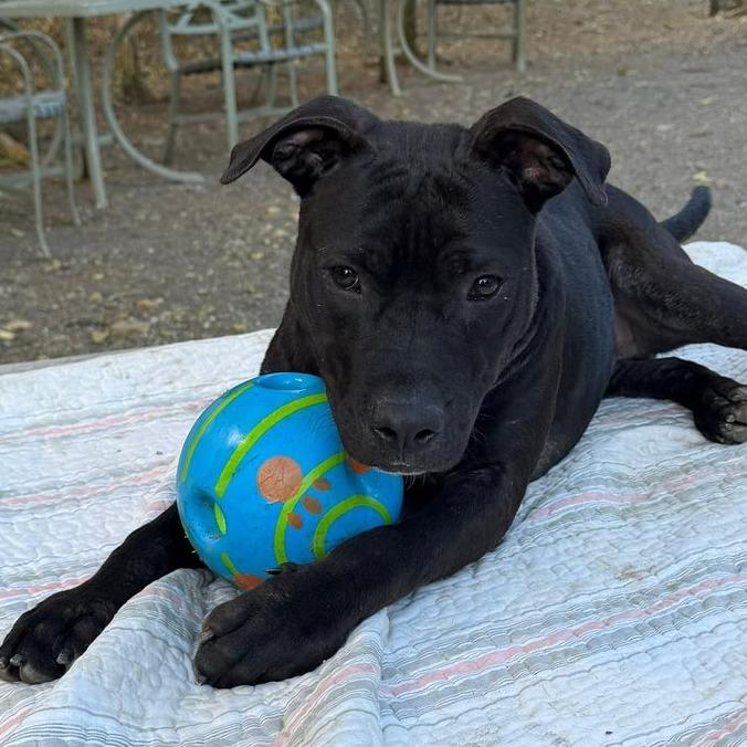 Andrew, a Adoptable mixed breed in Mooresville, NC image 5/5