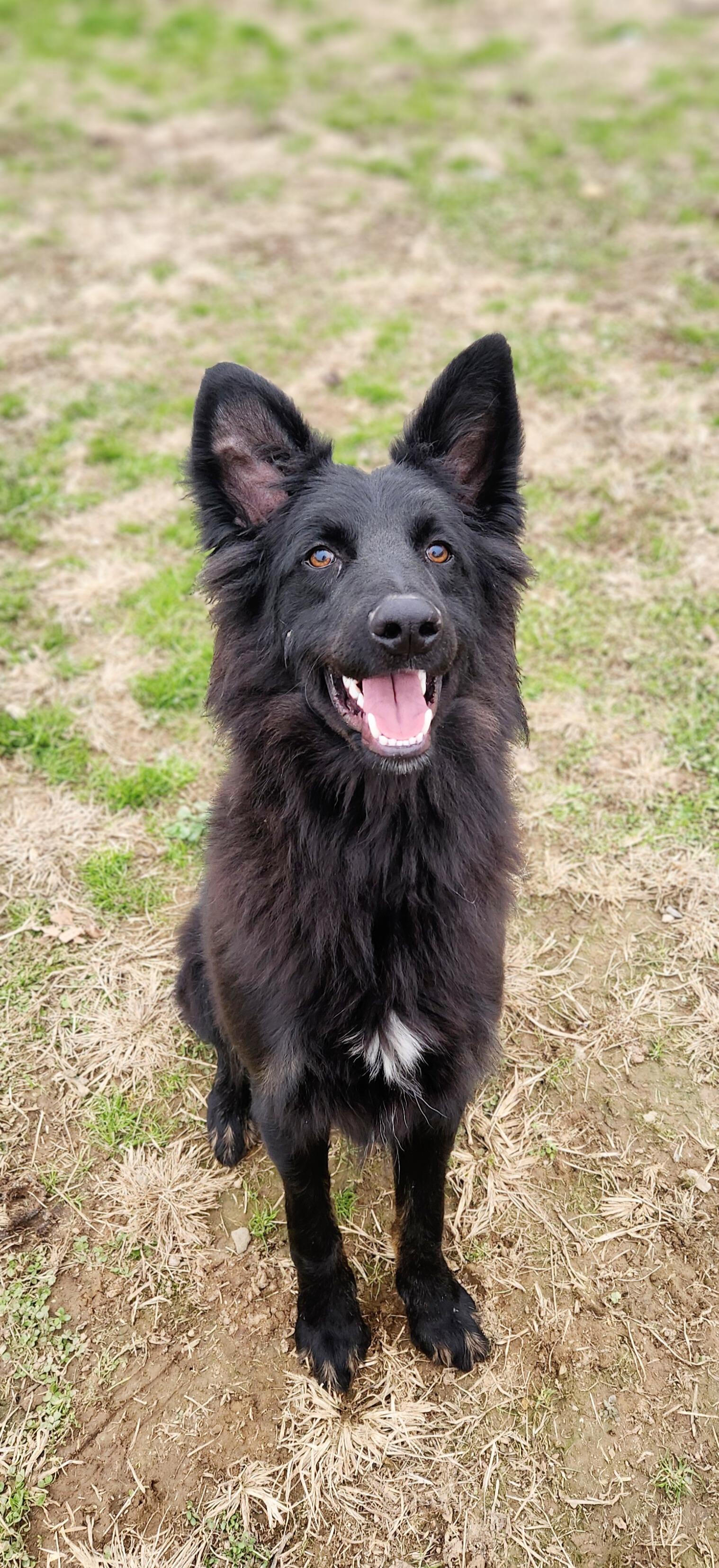 Vinny, ADOPTABLE, Adult Male Shepherd.