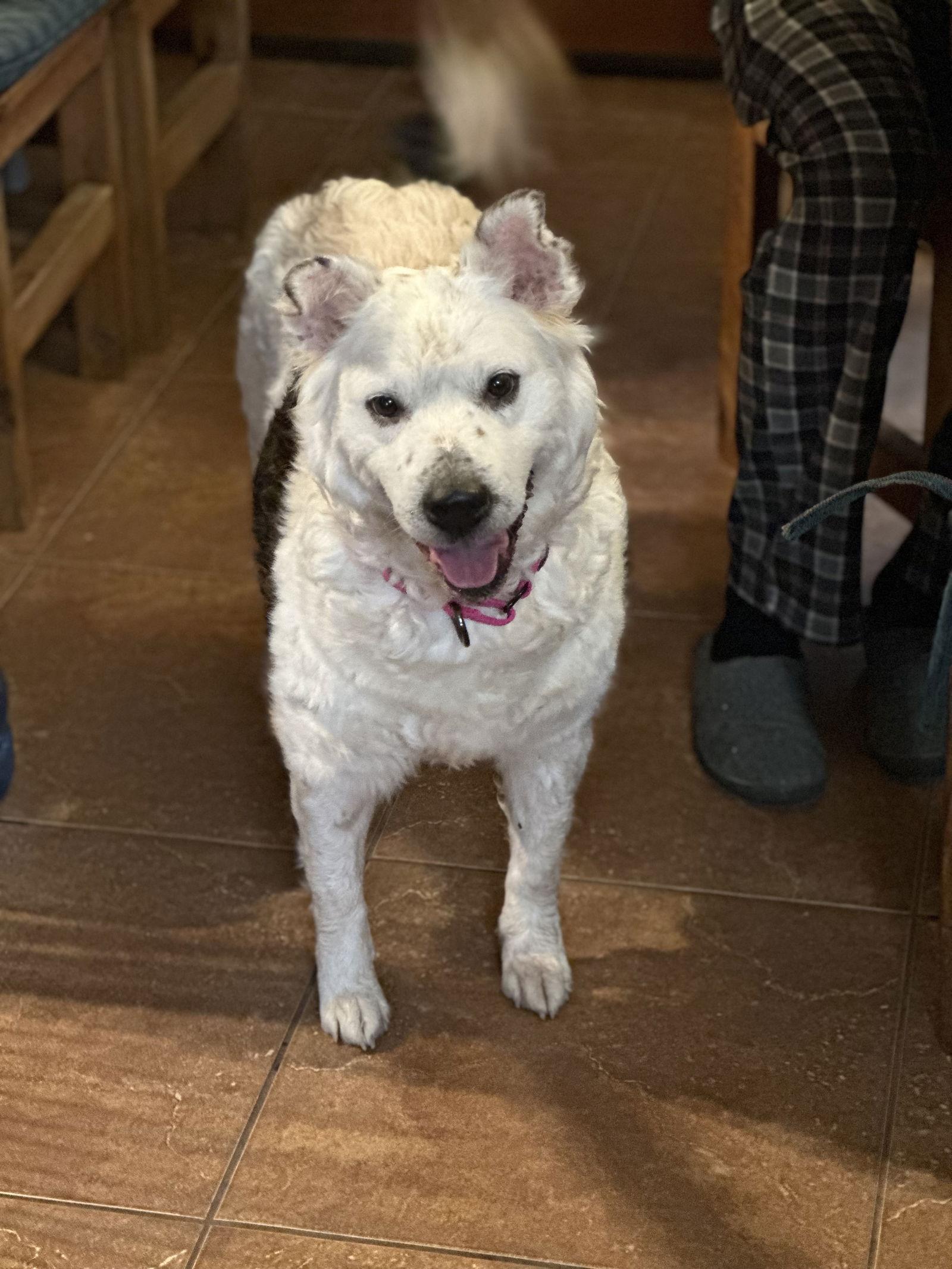 Lamb Chop, Adoptable, Adult Female Australian Kelpie.