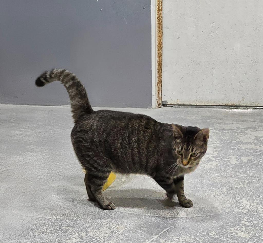 Enlarge Beans, a Adoptable mixed breed in Kell, IL image 1/1