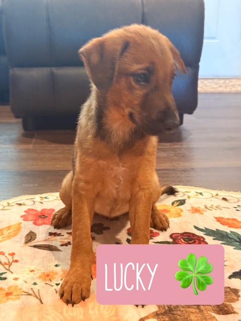 LUCKY, a Adoptable mixed breed in Dallas, TX image 2/4