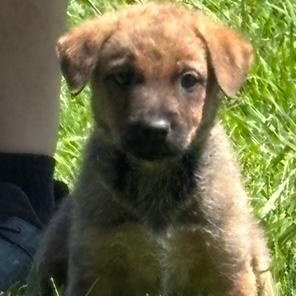 LUCKY, a Adoptable mixed breed in Dallas, TX image 3/4