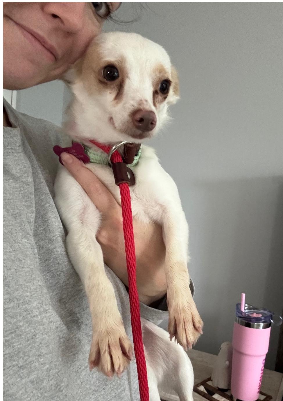 Enlarge Solly, a Adopted Chihuahua in Bothell, WA image 1/3