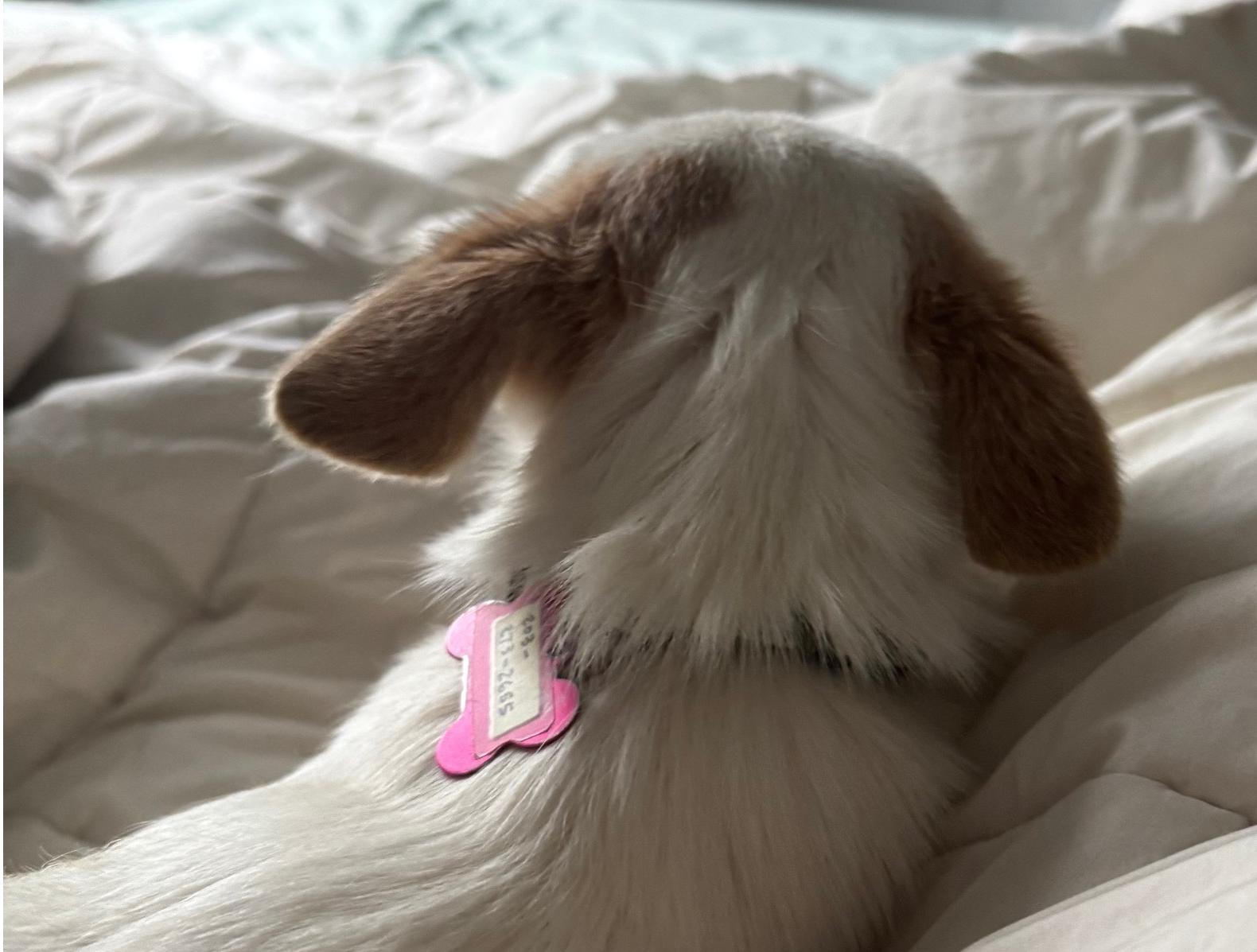 Enlarge Solly, a Adopted Chihuahua in Bothell, WA image 2/3