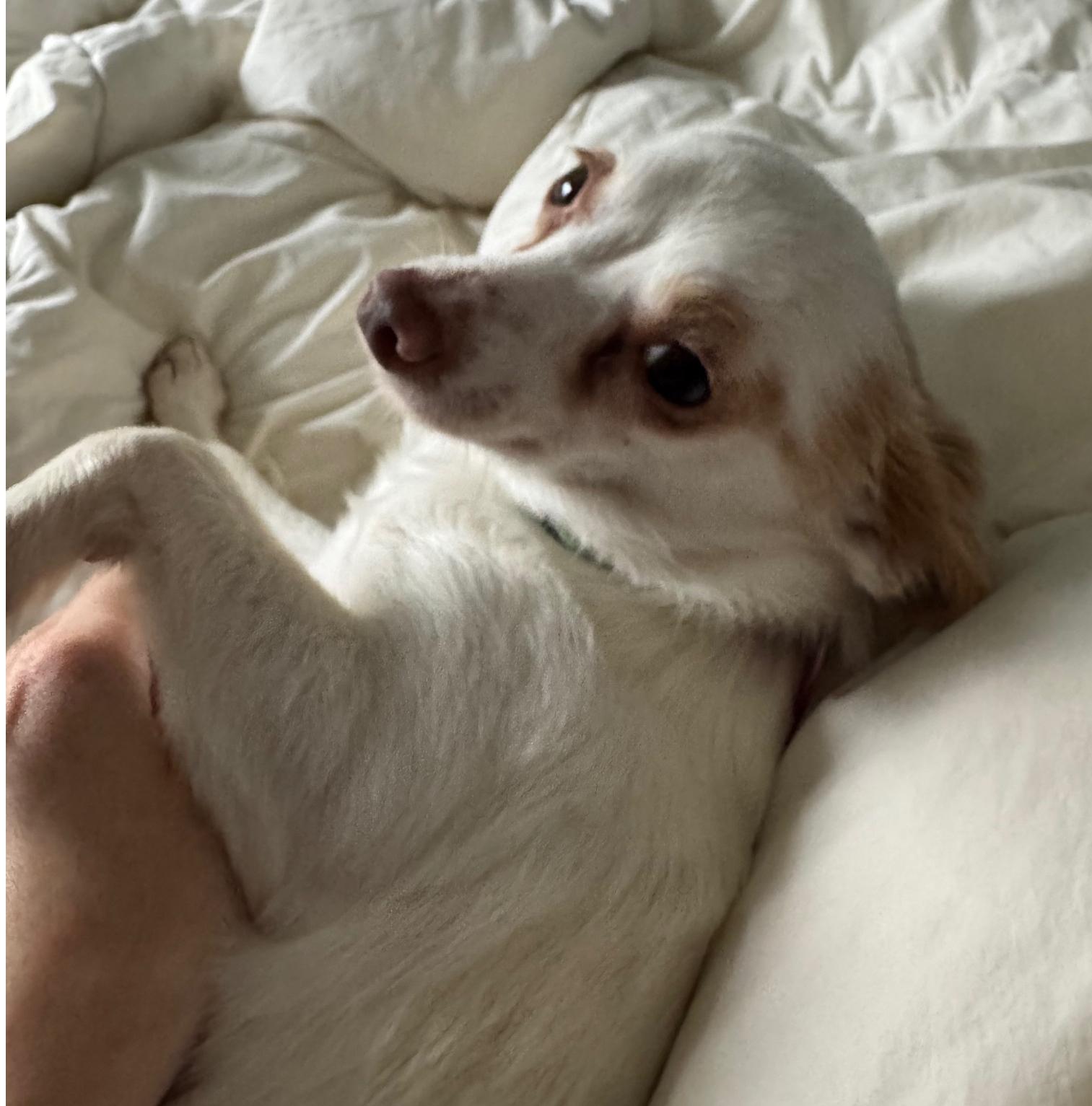 Enlarge Solly, a Adopted Chihuahua in Bothell, WA image 3/3