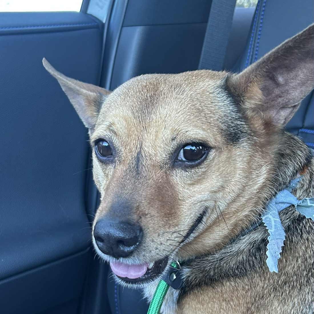 Enlarge BRODY, a Adoptable mixed breed in Dallas, TX image 5/5