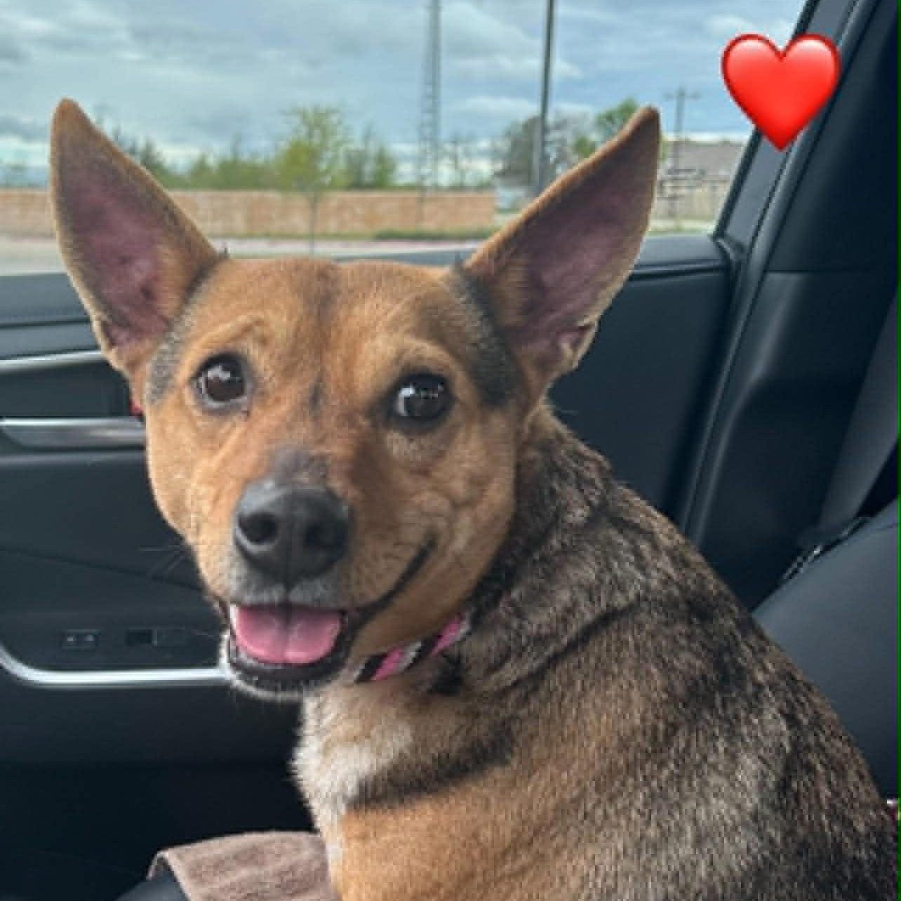 BRODY, Adoptable, Adult Male Cattle Dog.