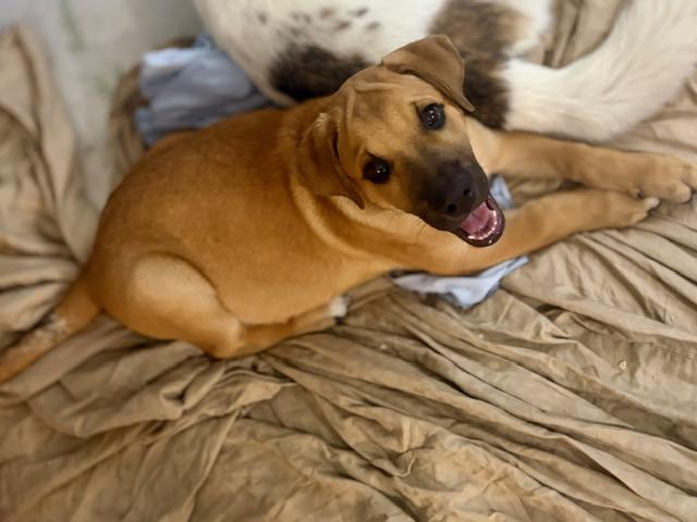 Benny, a ADOPTABLE mixed breed in Saskatoon, SK image 4/6