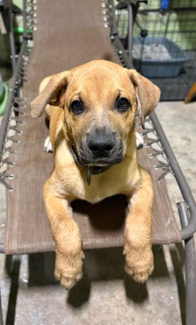 Benny, a ADOPTABLE mixed breed in Saskatoon, SK image 3/6