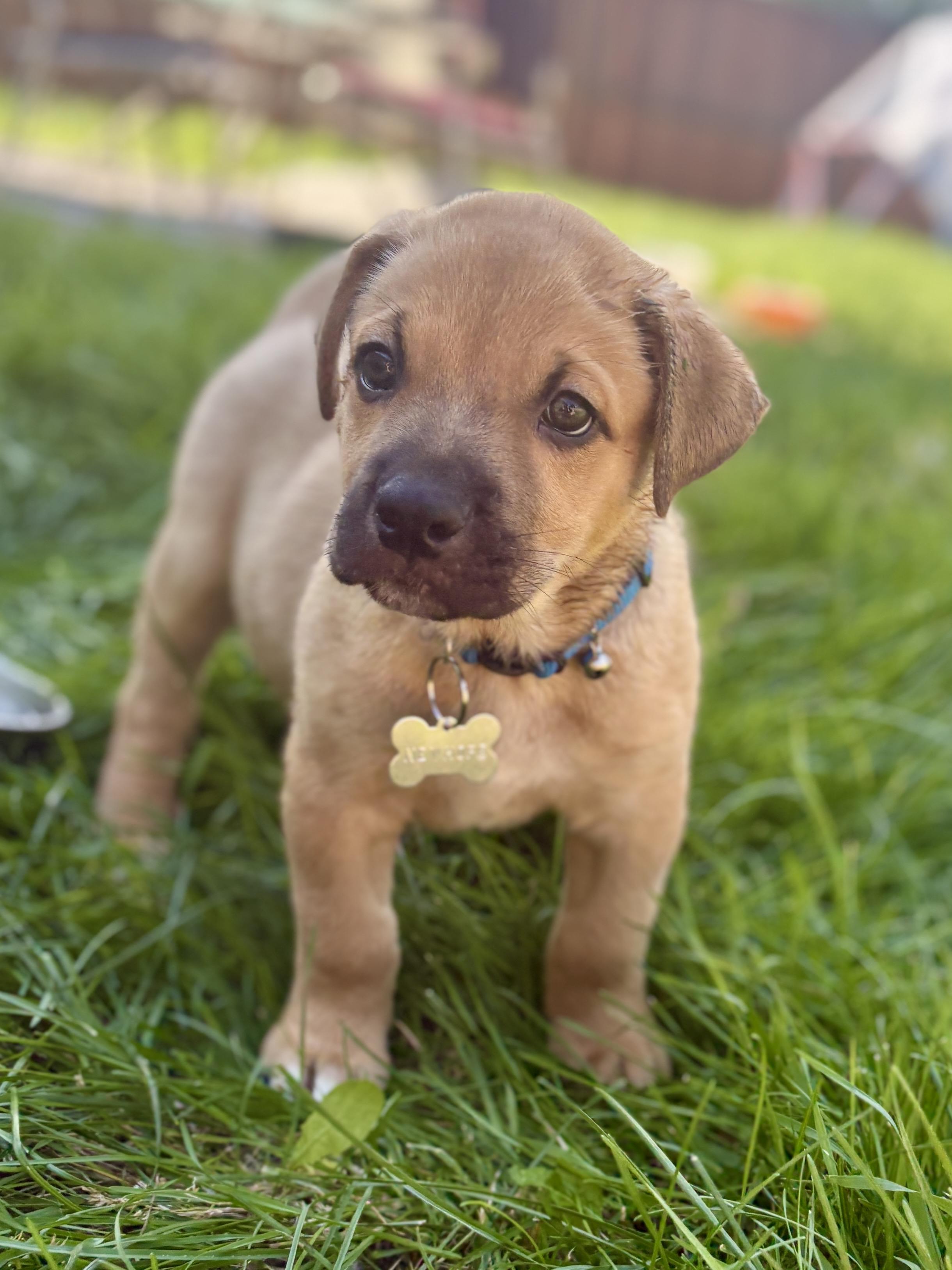 Enlarge Benny, a ADOPTABLE mixed breed in Saskatoon, SK image 5/5