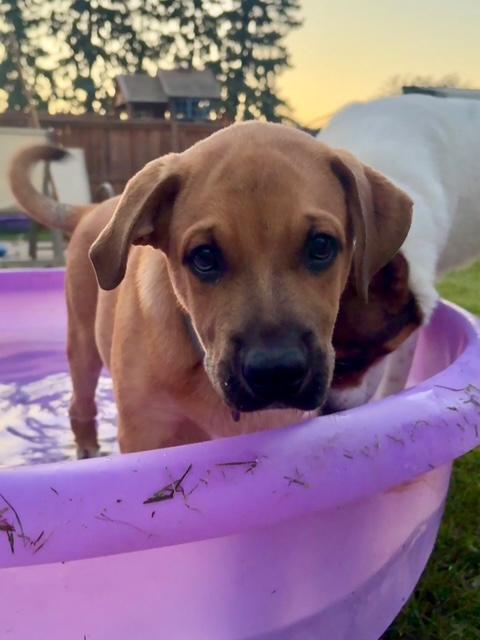 Benny, a ADOPTABLE mixed breed in Saskatoon, SK image 2/6