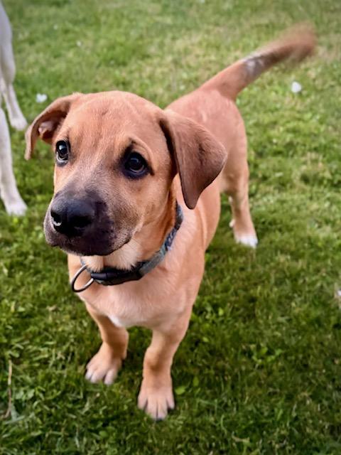 Benny, ADOPTABLE, Puppy Male Mixed Breed.