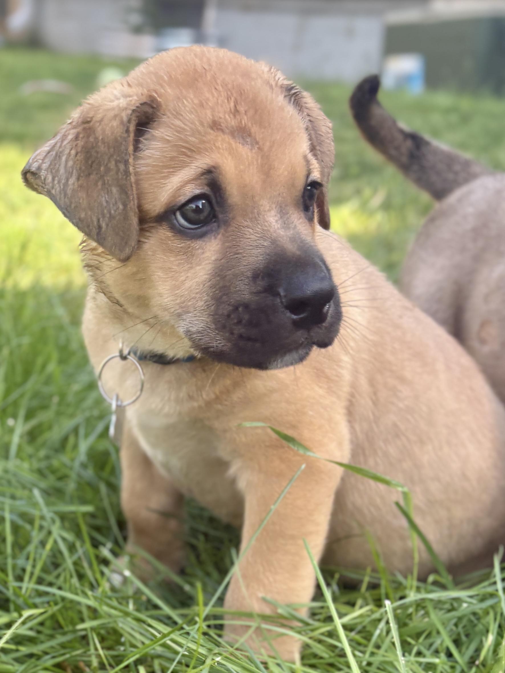 Enlarge Benny, a ADOPTABLE mixed breed in Saskatoon, SK image 2/5
