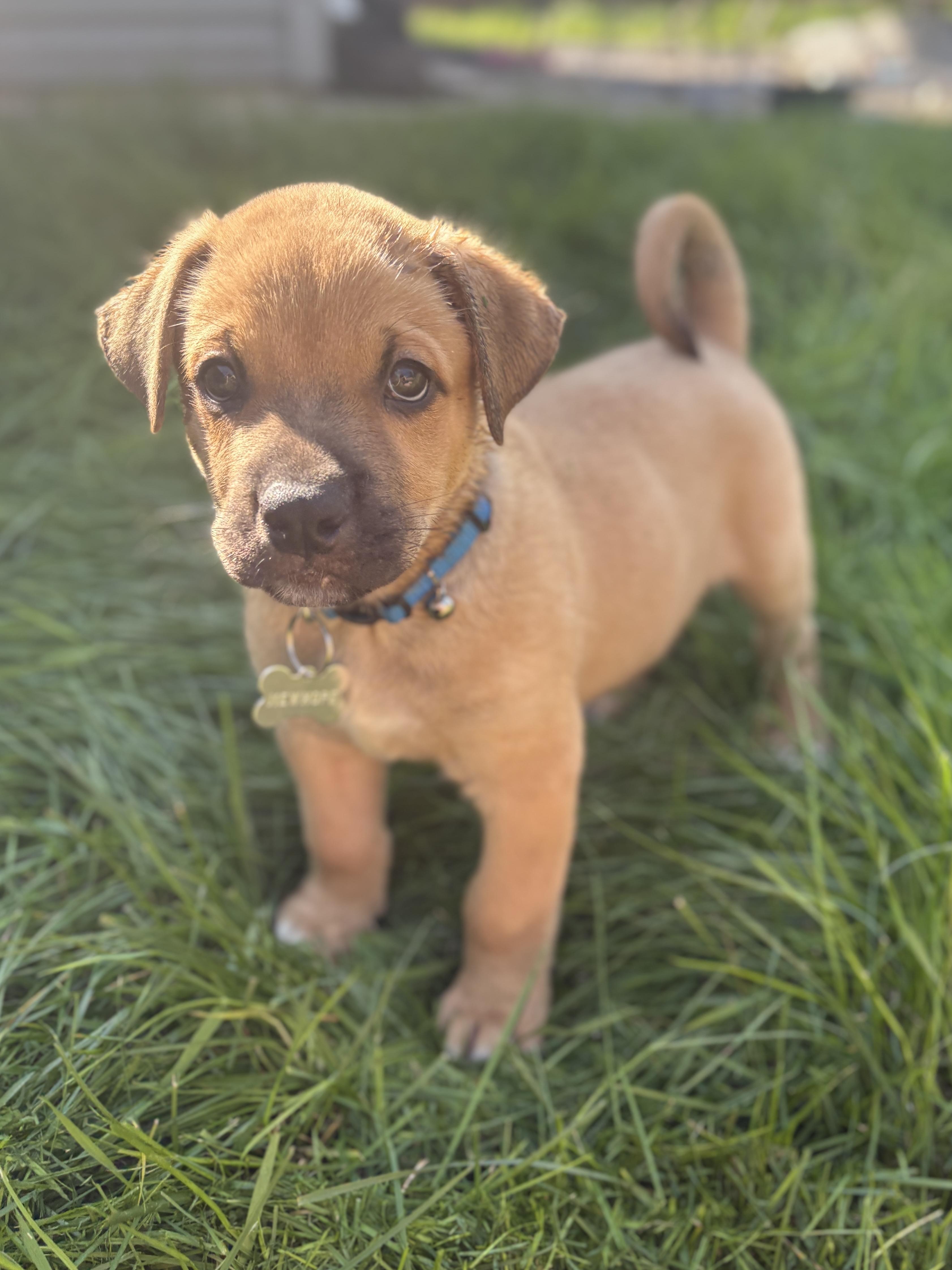 Enlarge Benny, a ADOPTABLE mixed breed in Saskatoon, SK image 3/5