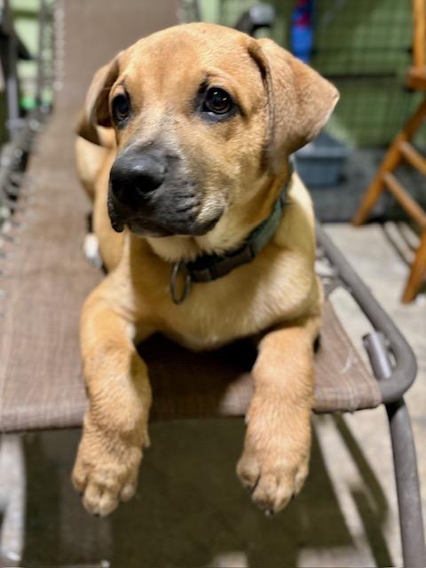 Benny, a ADOPTABLE mixed breed in Saskatoon, SK image 5/6