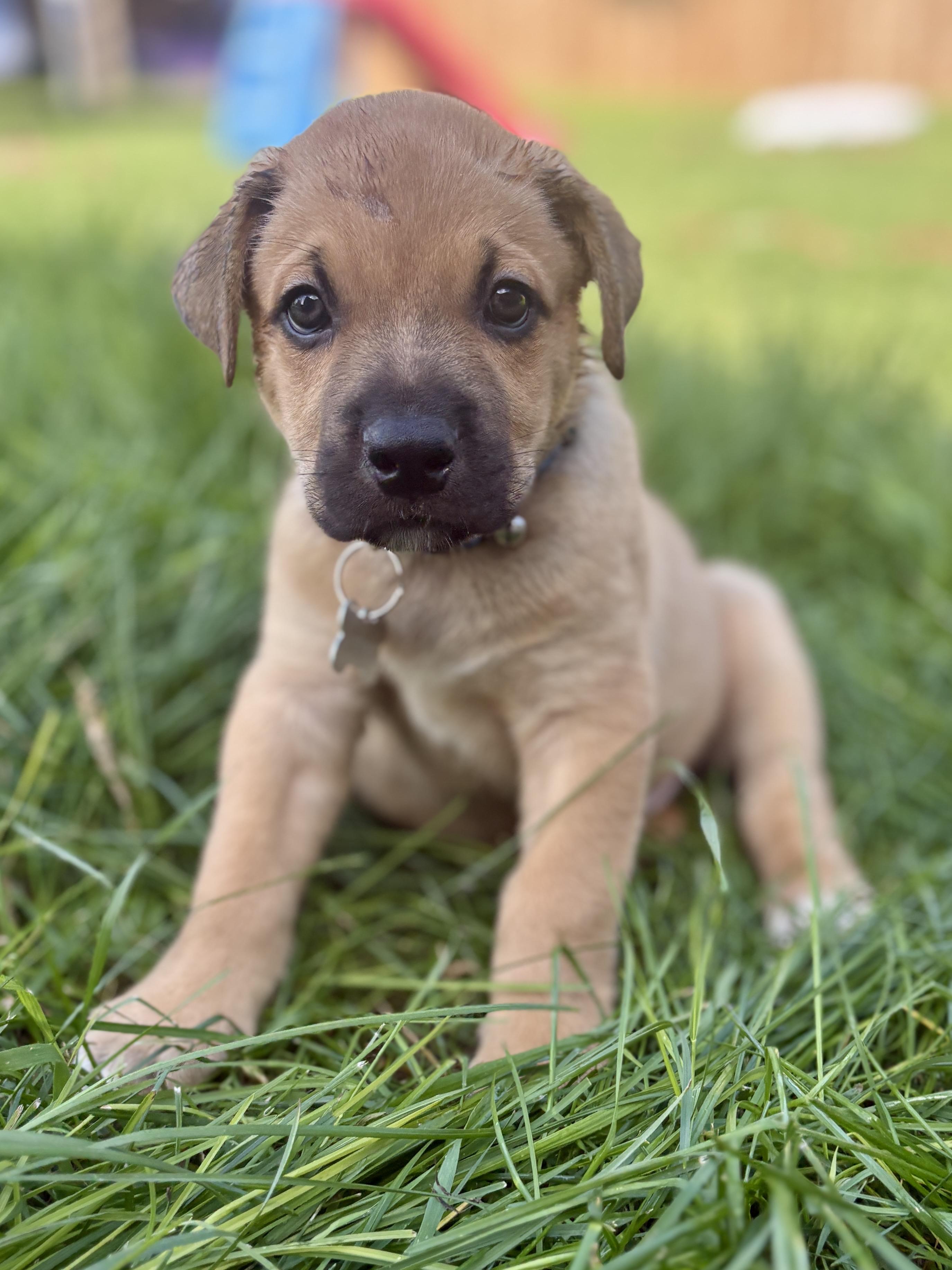 Benny, ADOPTABLE, Puppy Male Mixed Breed.