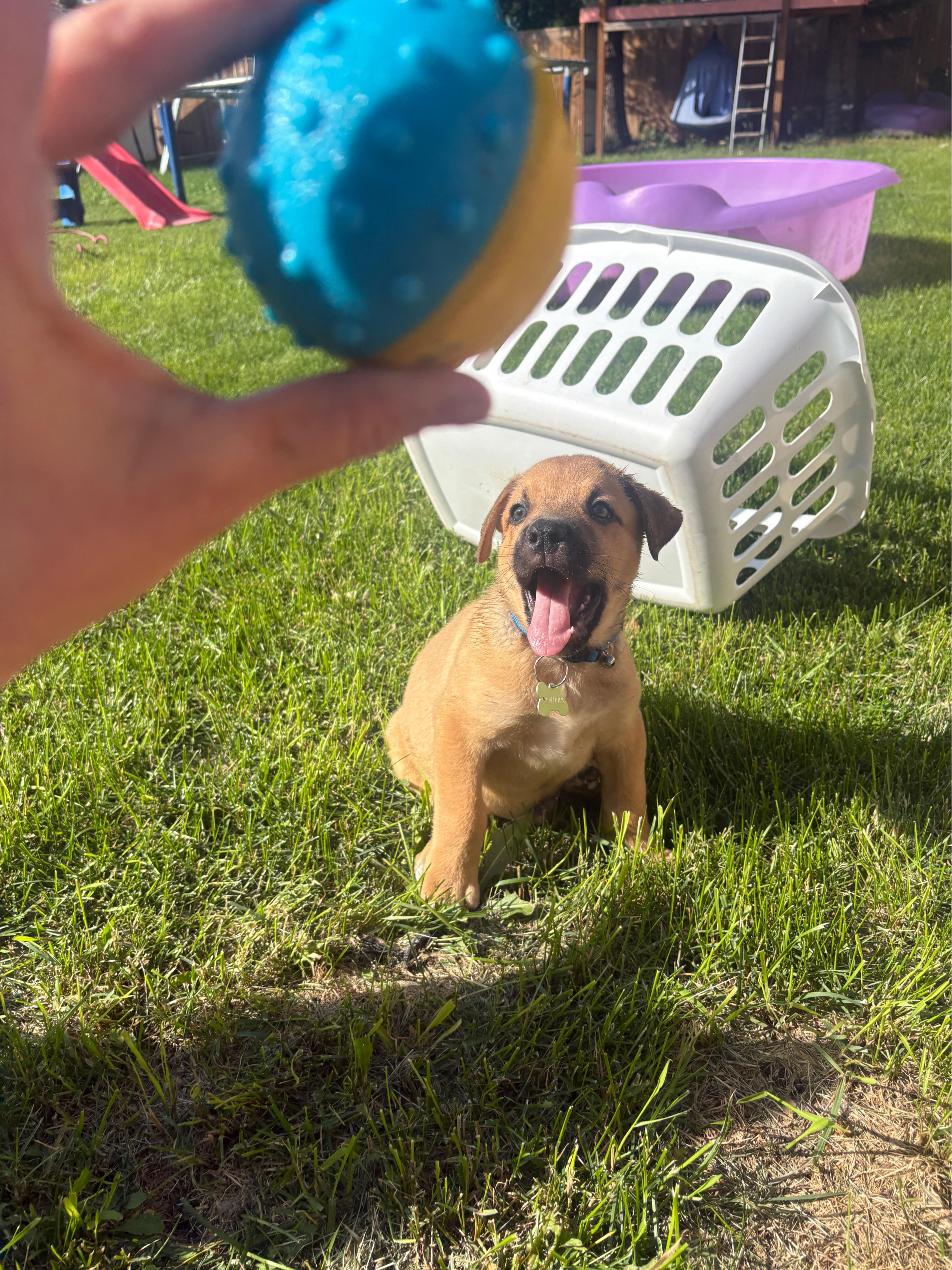 Enlarge Benny, a ADOPTABLE mixed breed in Saskatoon, SK image 4/5