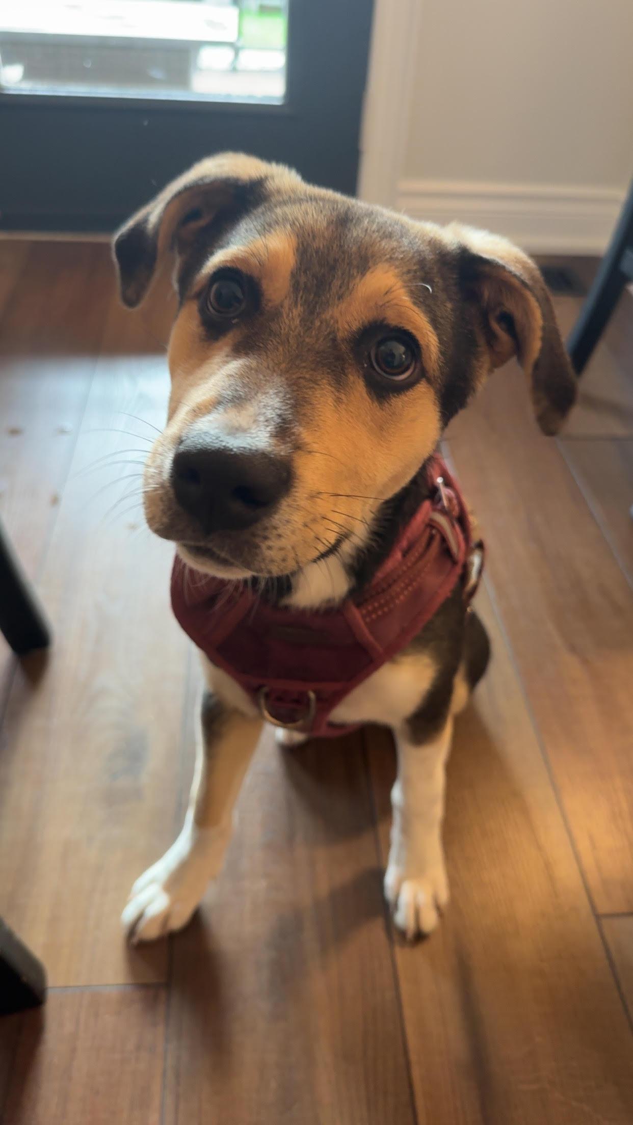 Enlarge Colby, a Adoptable mixed breed in Toronto, ON image 5/6