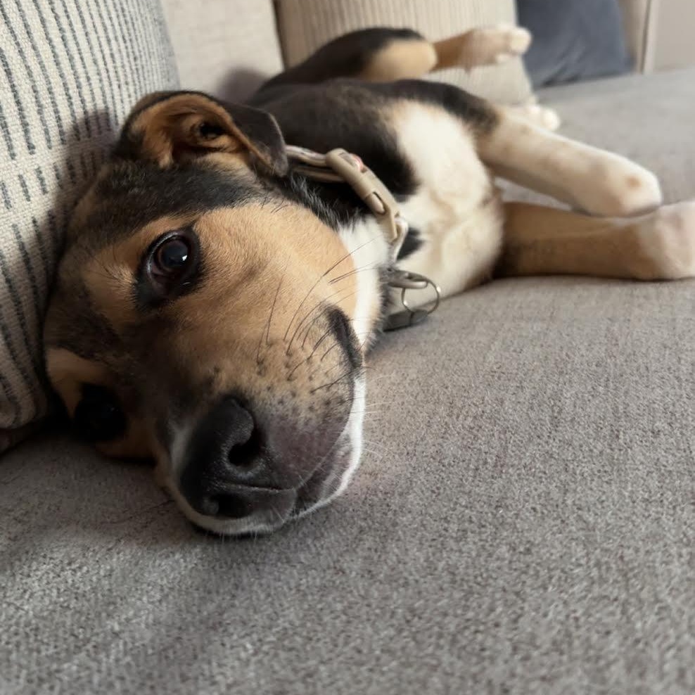 Colby, Adoptable, Puppy Female Shepherd.